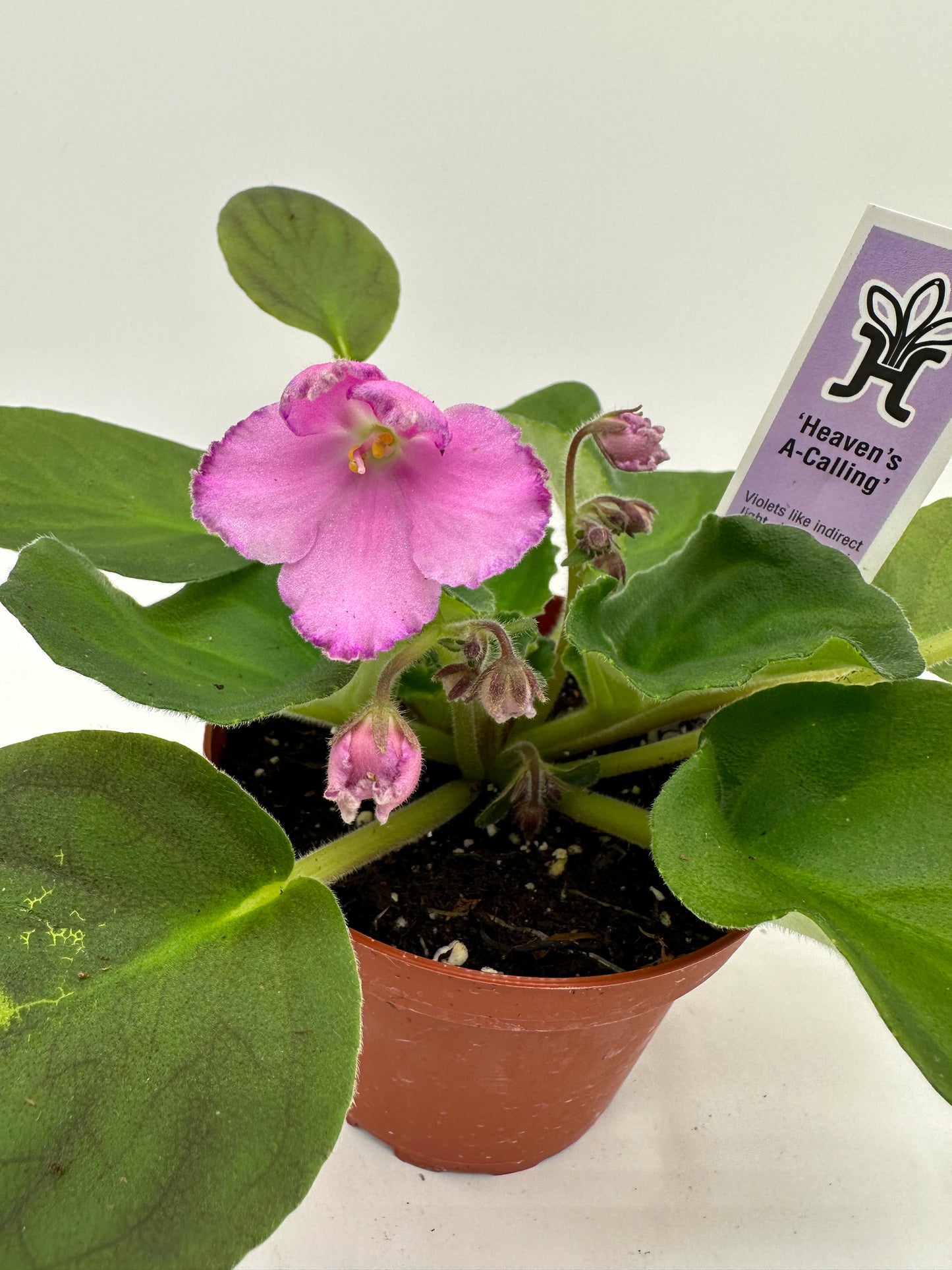 Heaven's A-Calling - Live African Violet 4"