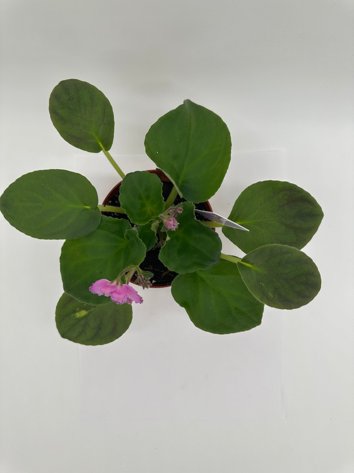 Heaven's A-Calling - Live African Violet 4"