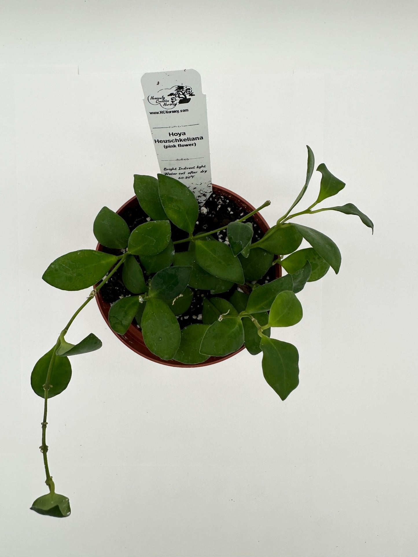Heuschkeliana - Pink Bloom - Live Hoya 4"