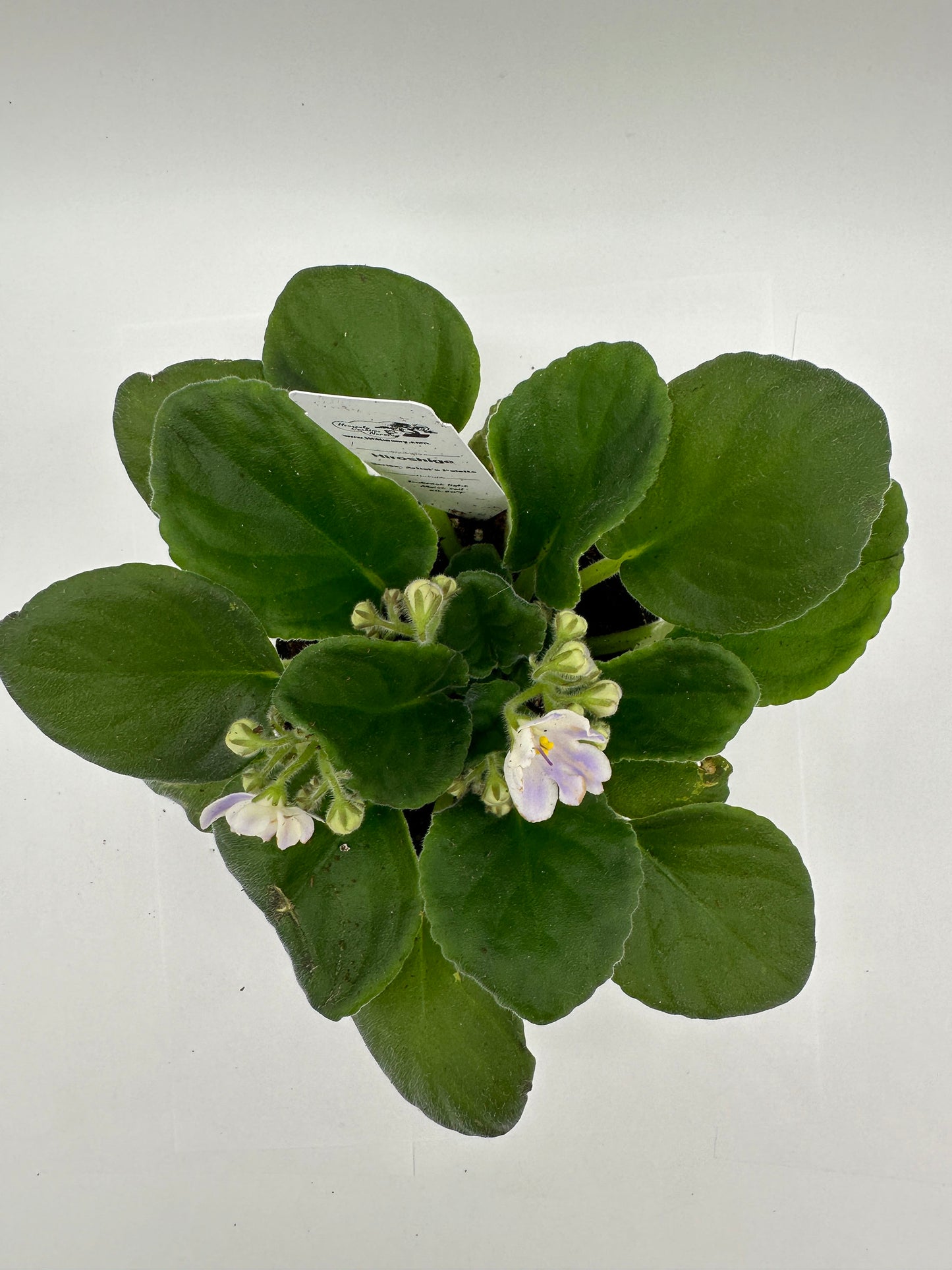 Hiroshige - Live African Violet 4" - Series: Artist's Palette