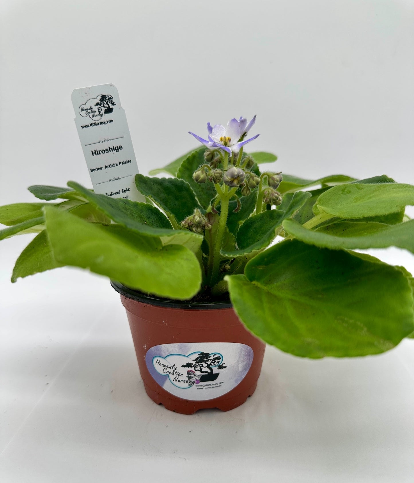 Hiroshige - Live African Violet 4" - Series: Artist's Palette