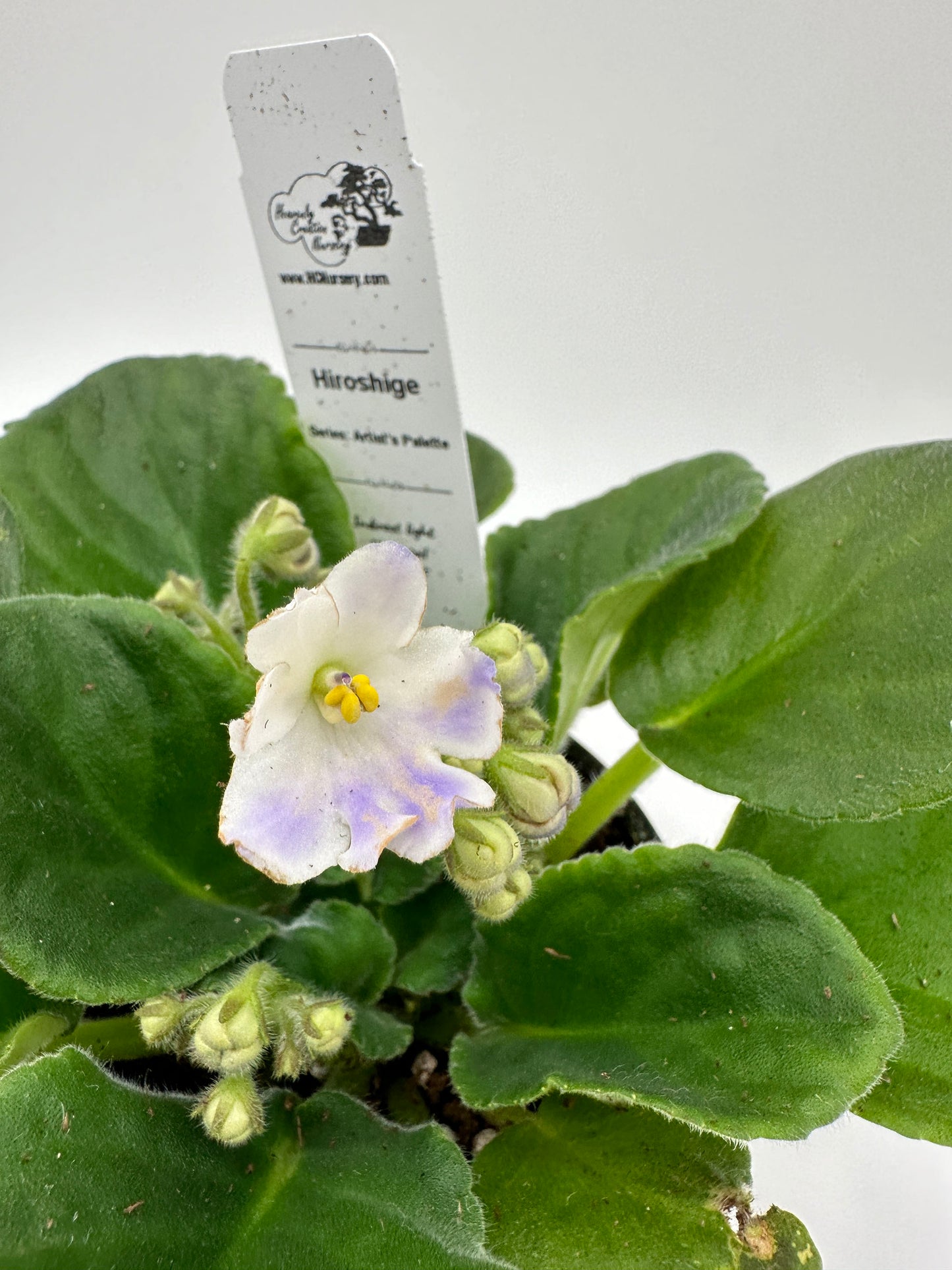 Hiroshige - Live African Violet 4" - Series: Artist's Palette