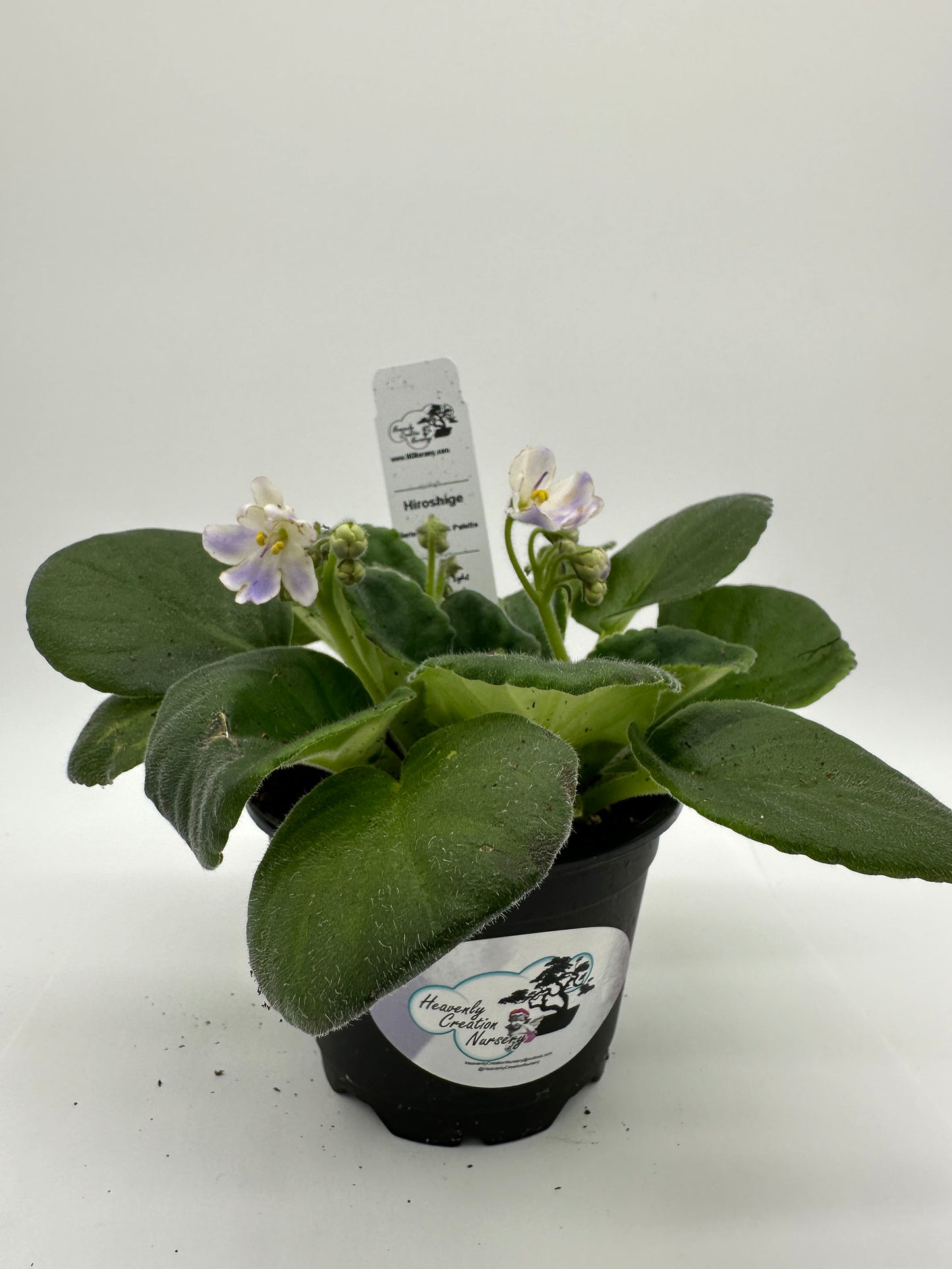 Hiroshige - Live African Violet 4" - Series: Artist's Palette