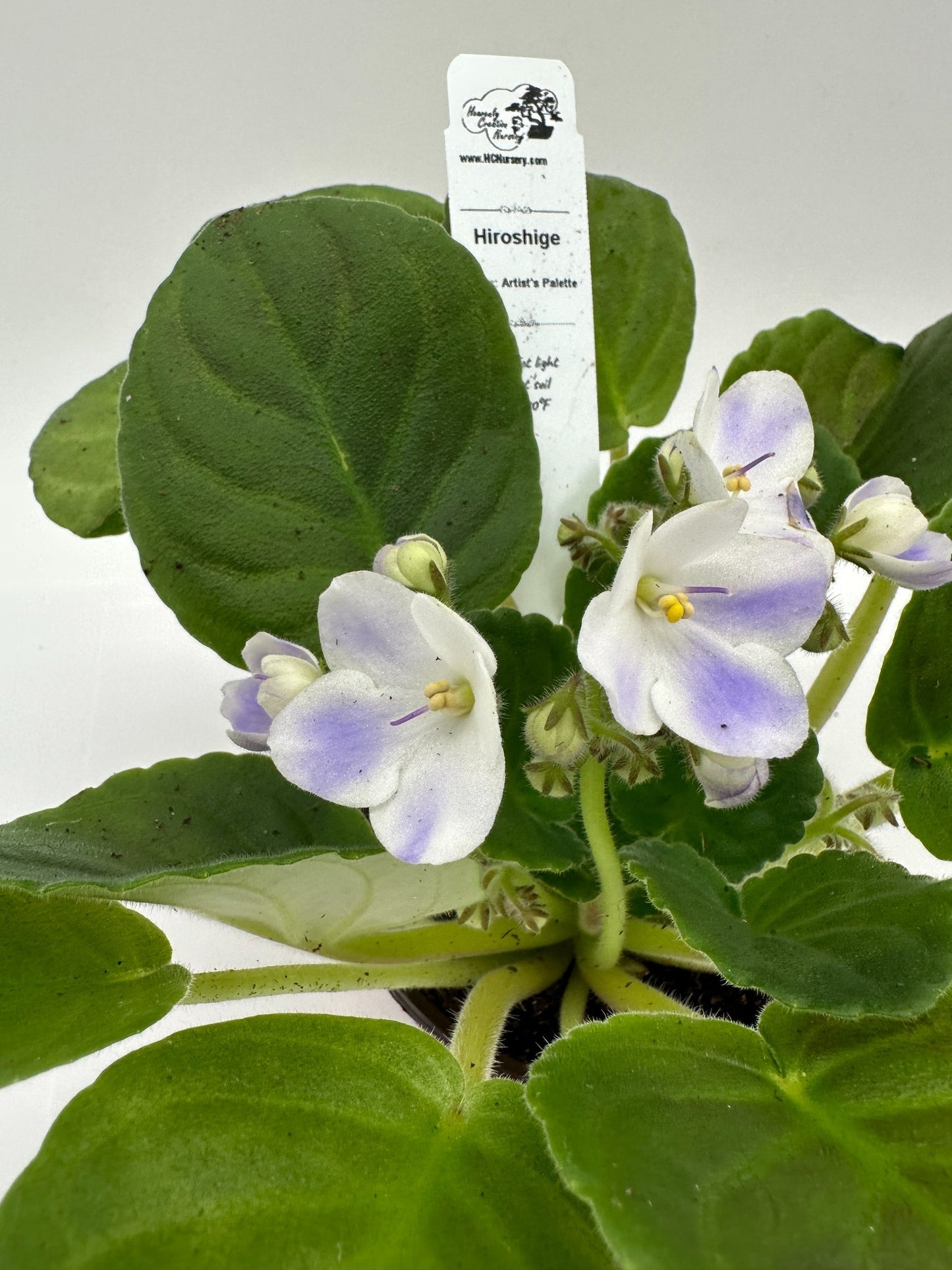 Hiroshige - Live African Violet 4" - Series: Artist's Palette