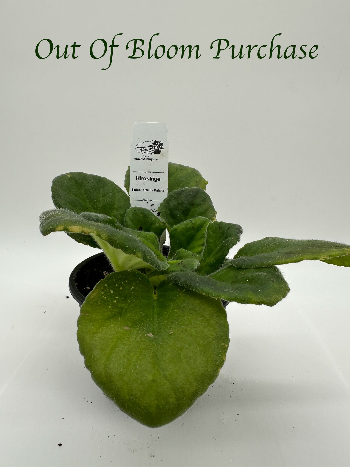 Hiroshige - Live African Violet 4" - Series: Artist's Palette