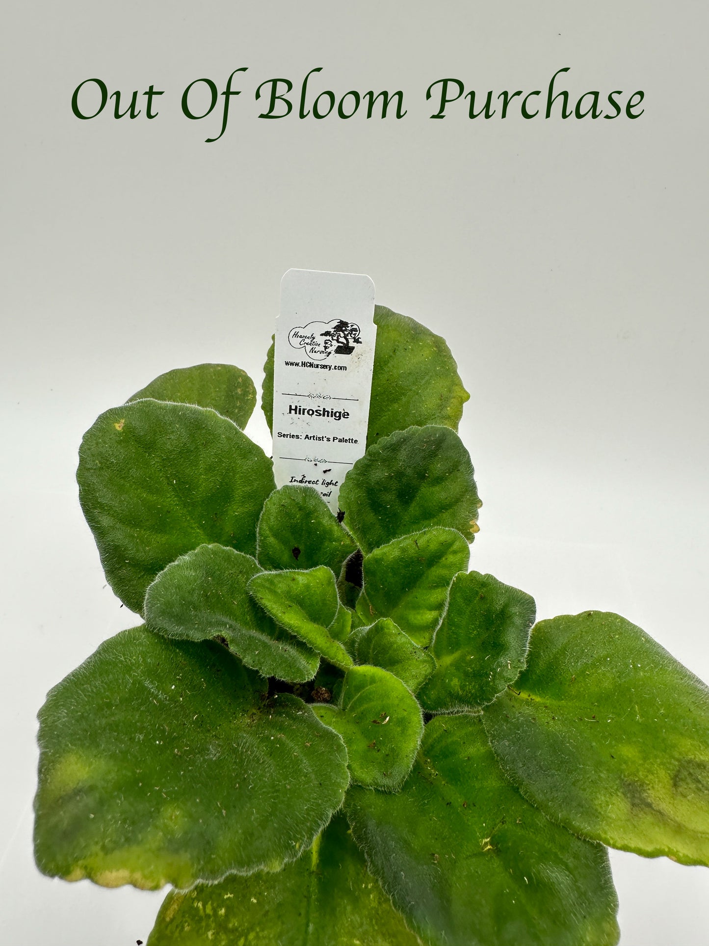 Hiroshige - Live African Violet 4" - Series: Artist's Palette
