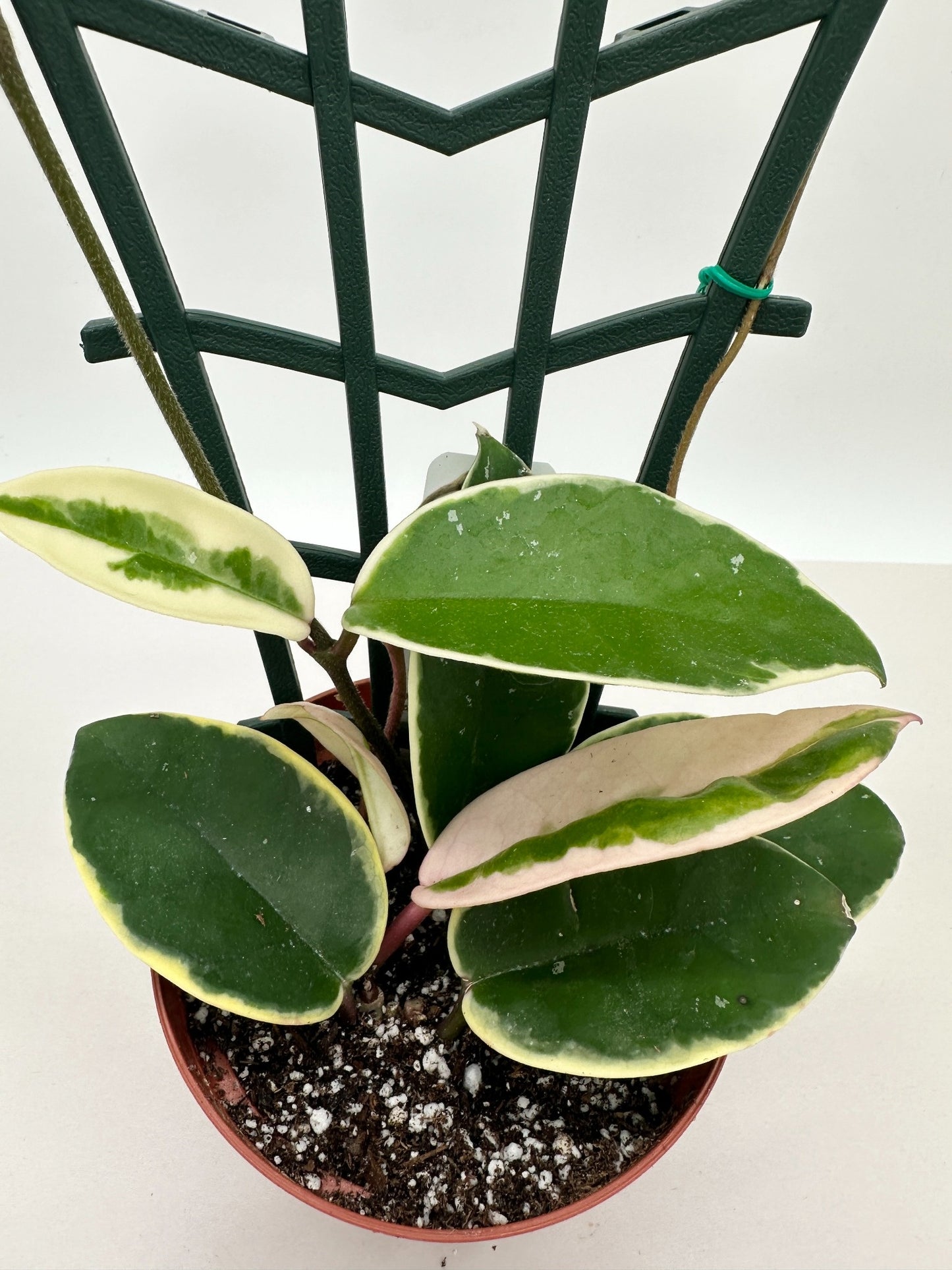 Carnosa Krimson Queen Trellis - Live Hoya 4"