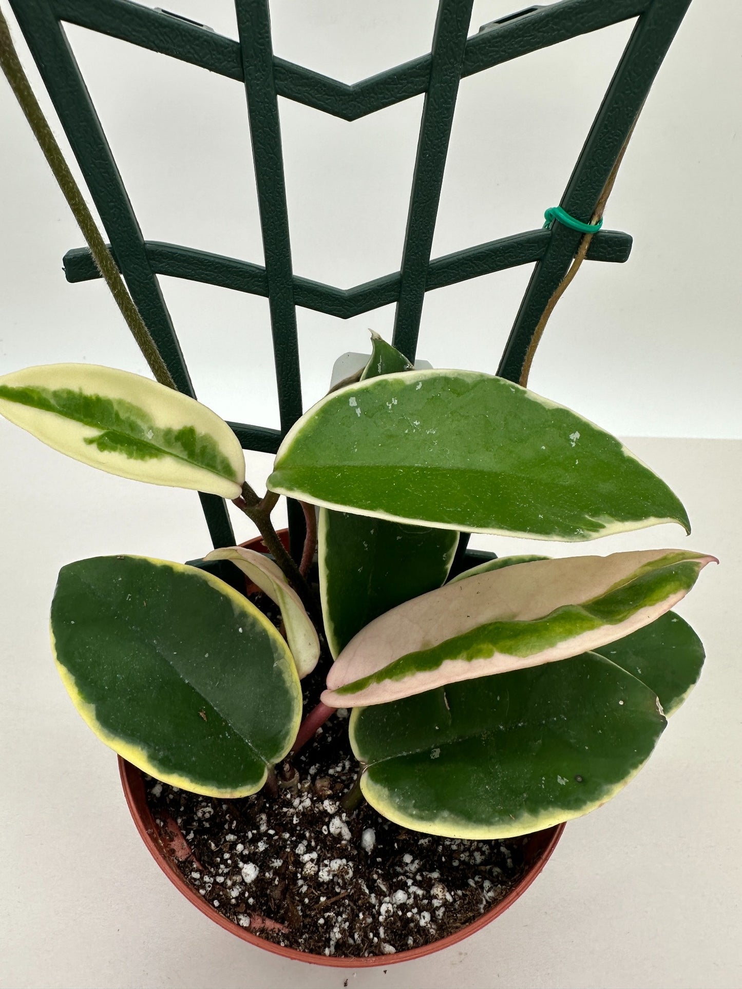 Carnosa Krimson Queen Trellis - Live Hoya 4"