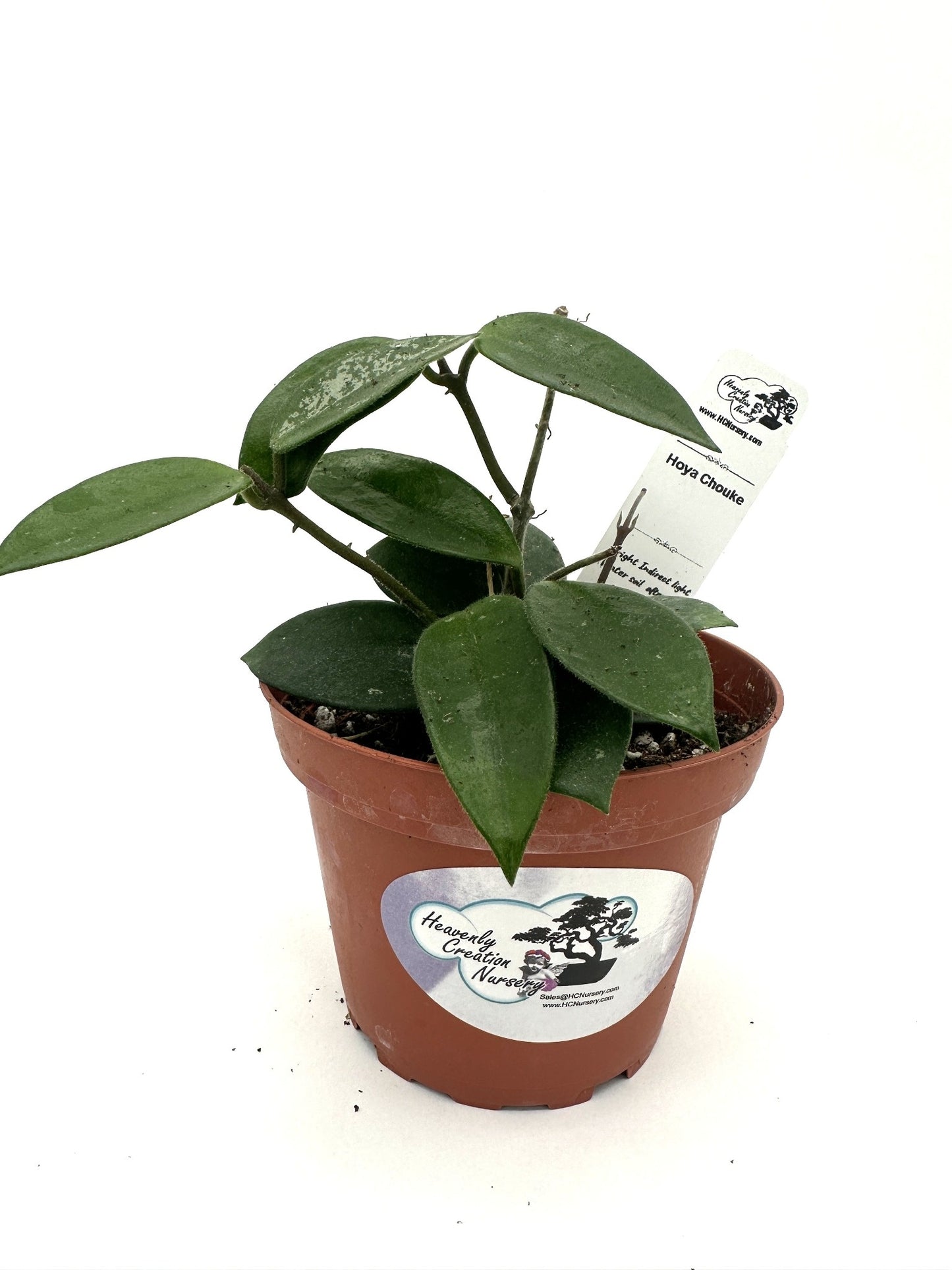 Chouke - Live Hoya 4"