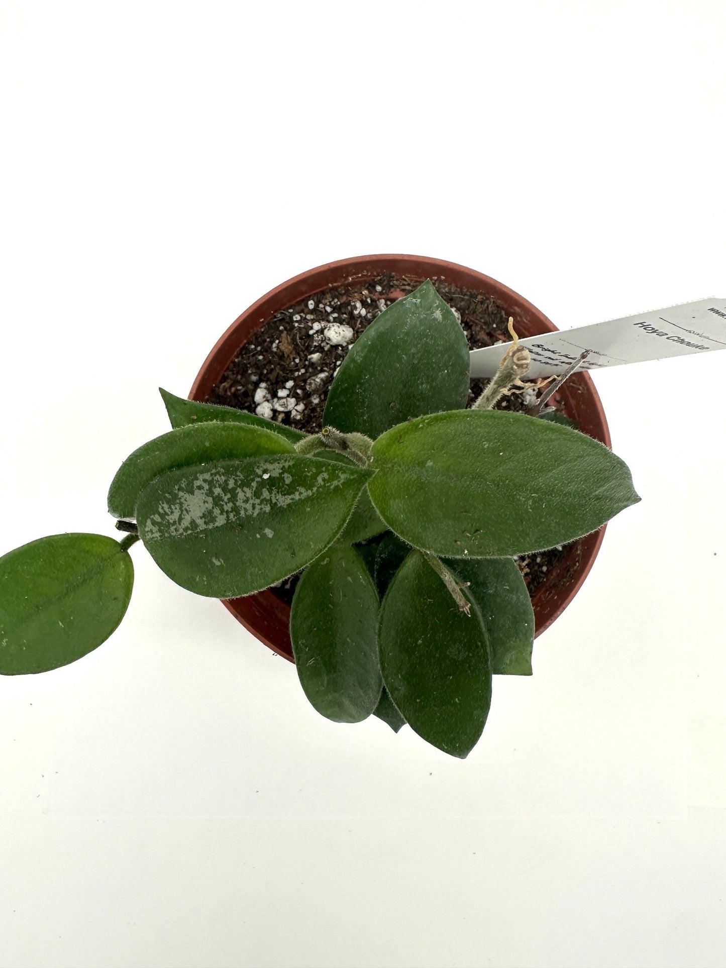 Chouke - Live Hoya 4"