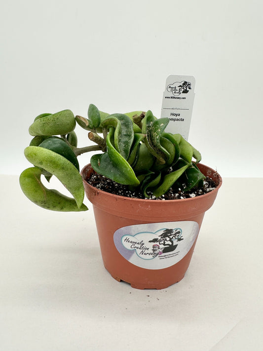 Compacta (Hindu Rope) - Live Hoya 4"
