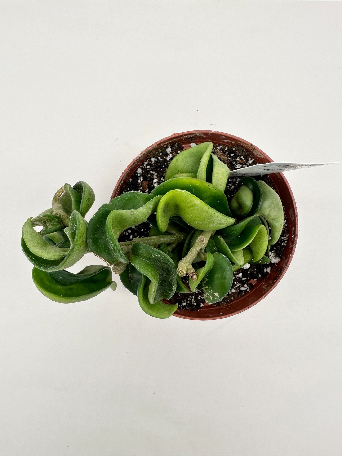 Compacta (Hindu Rope) - Live Hoya 4"