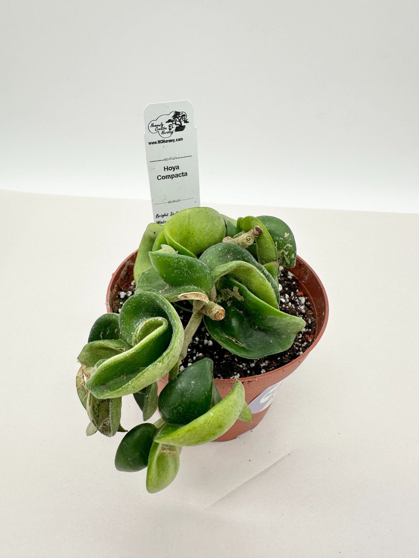 Compacta (Hindu Rope) - Live Hoya 4"