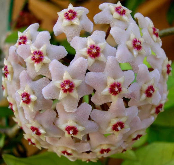 Compacta (Hindu Rope) - Live Hoya 4"