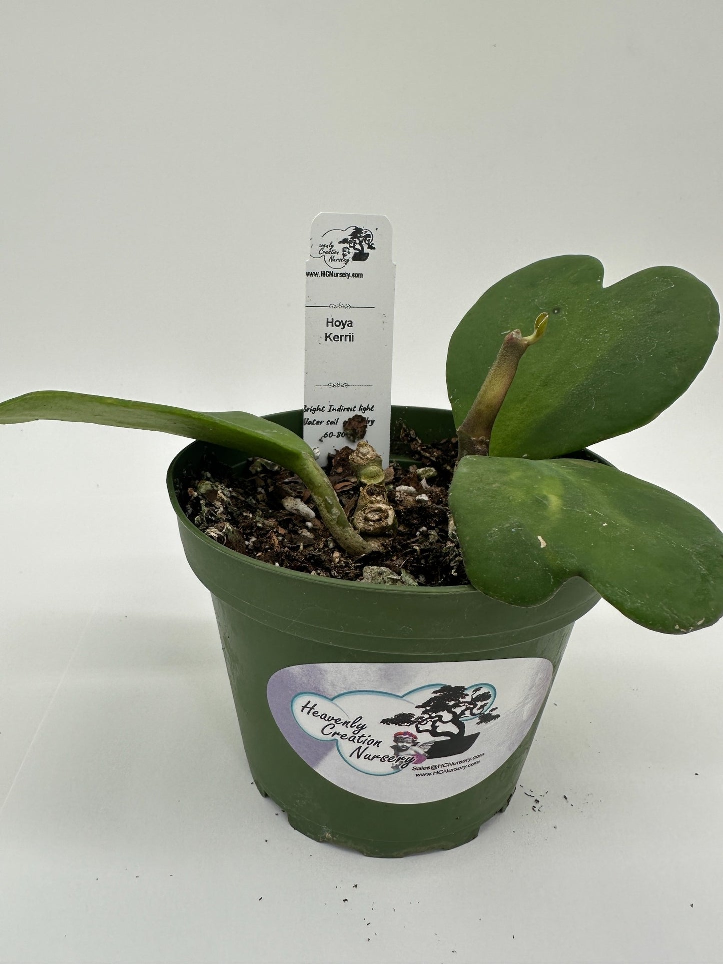 Kerrii (Heart) - Live Hoya 4"