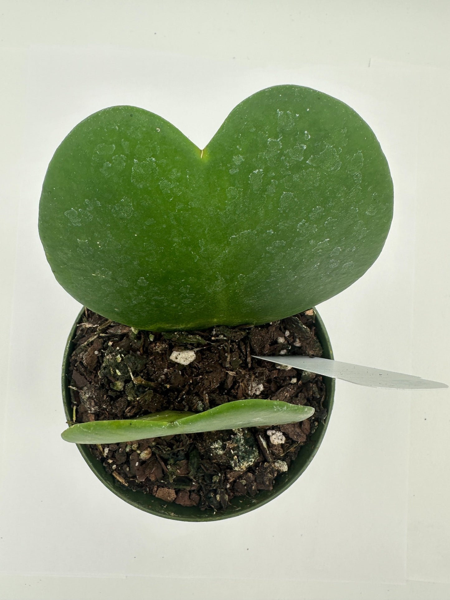Kerrii His & Hers (Heart) - Live Hoya 4"