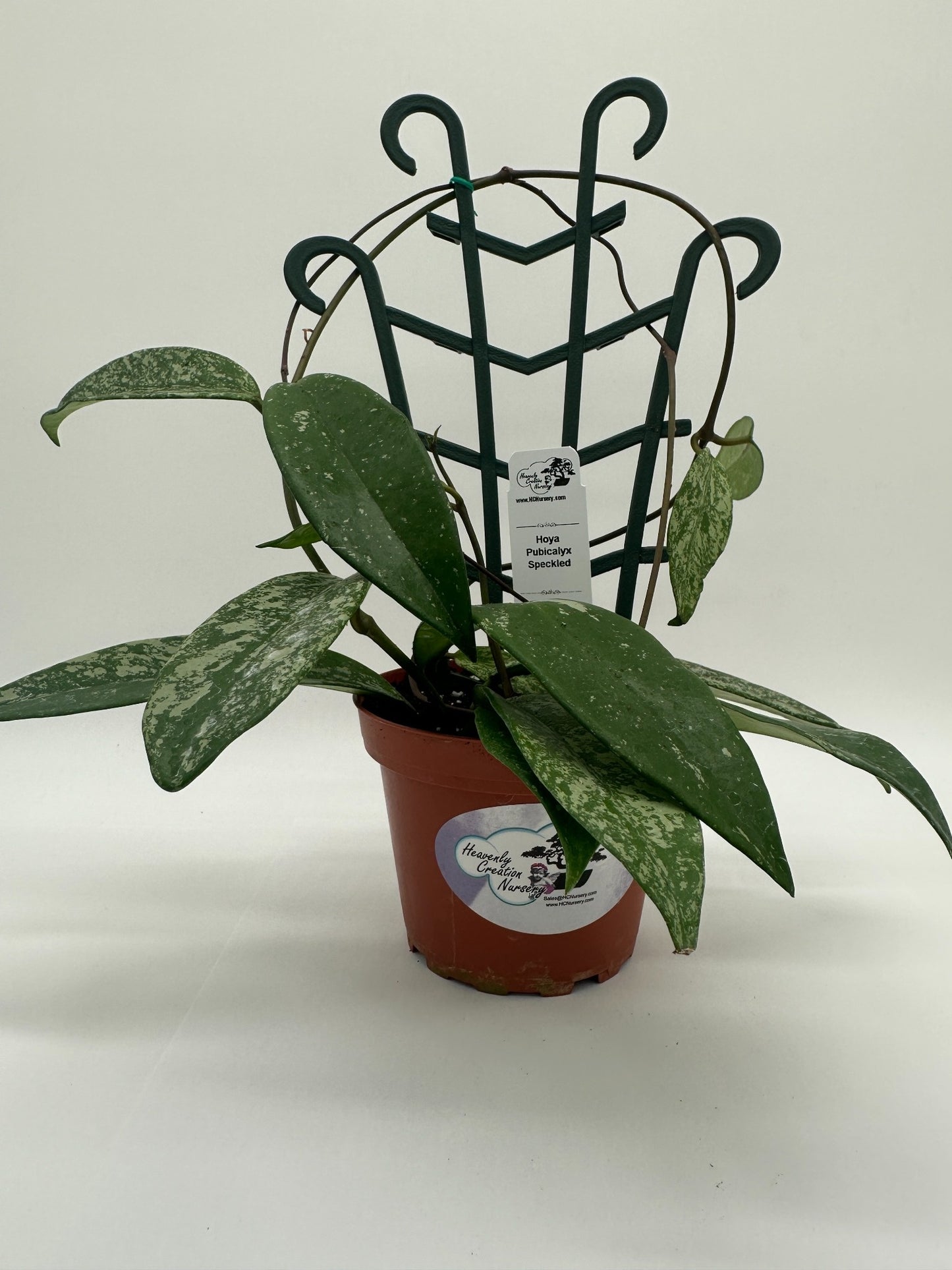Pubicalyx Silver Splash (speckled) - Live Hoya 4" Trellis