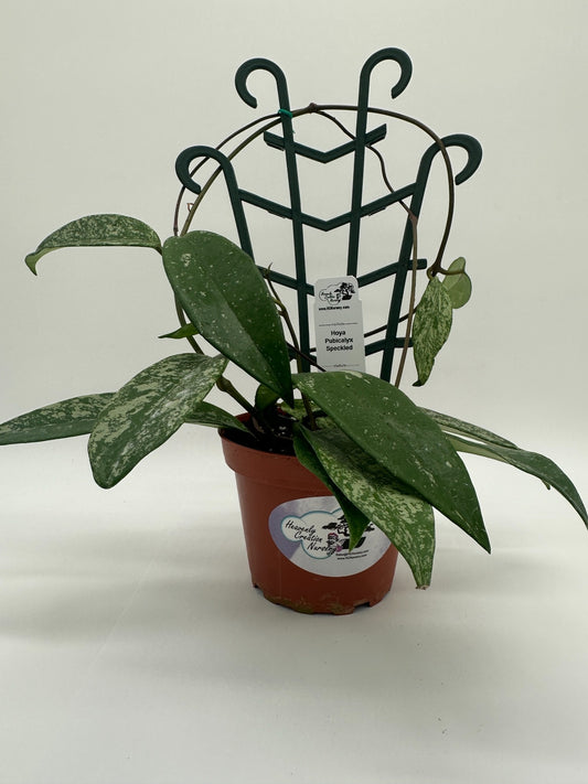 Pubicalyx Silver Splash (speckled) - Live Hoya 4" Trellis