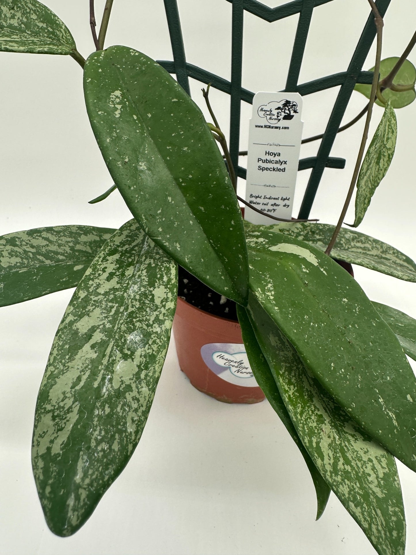 Pubicalyx Silver Splash (speckled) - Live Hoya 4" Trellis