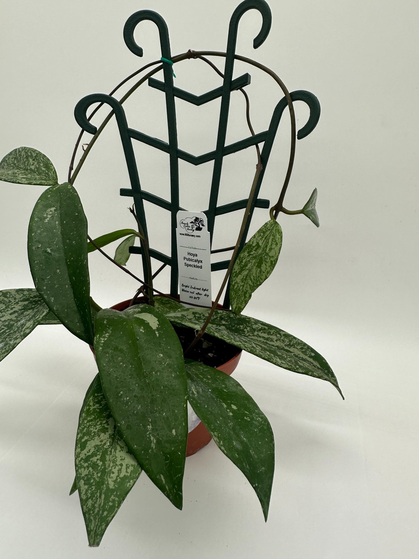 Pubicalyx Silver Splash (speckled) - Live Hoya 4" Trellis