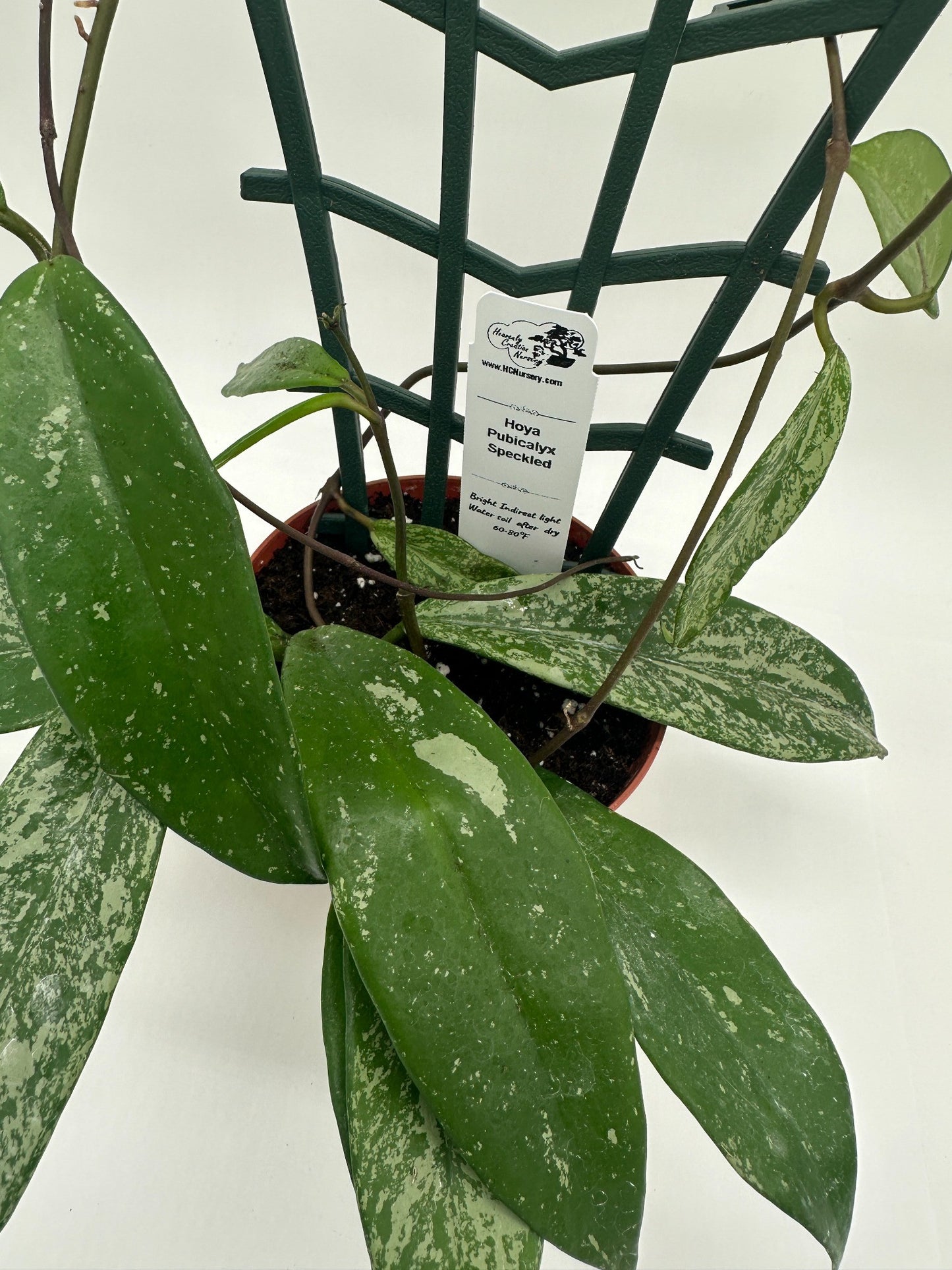 Pubicalyx Silver Splash (speckled) - Live Hoya 4" Trellis