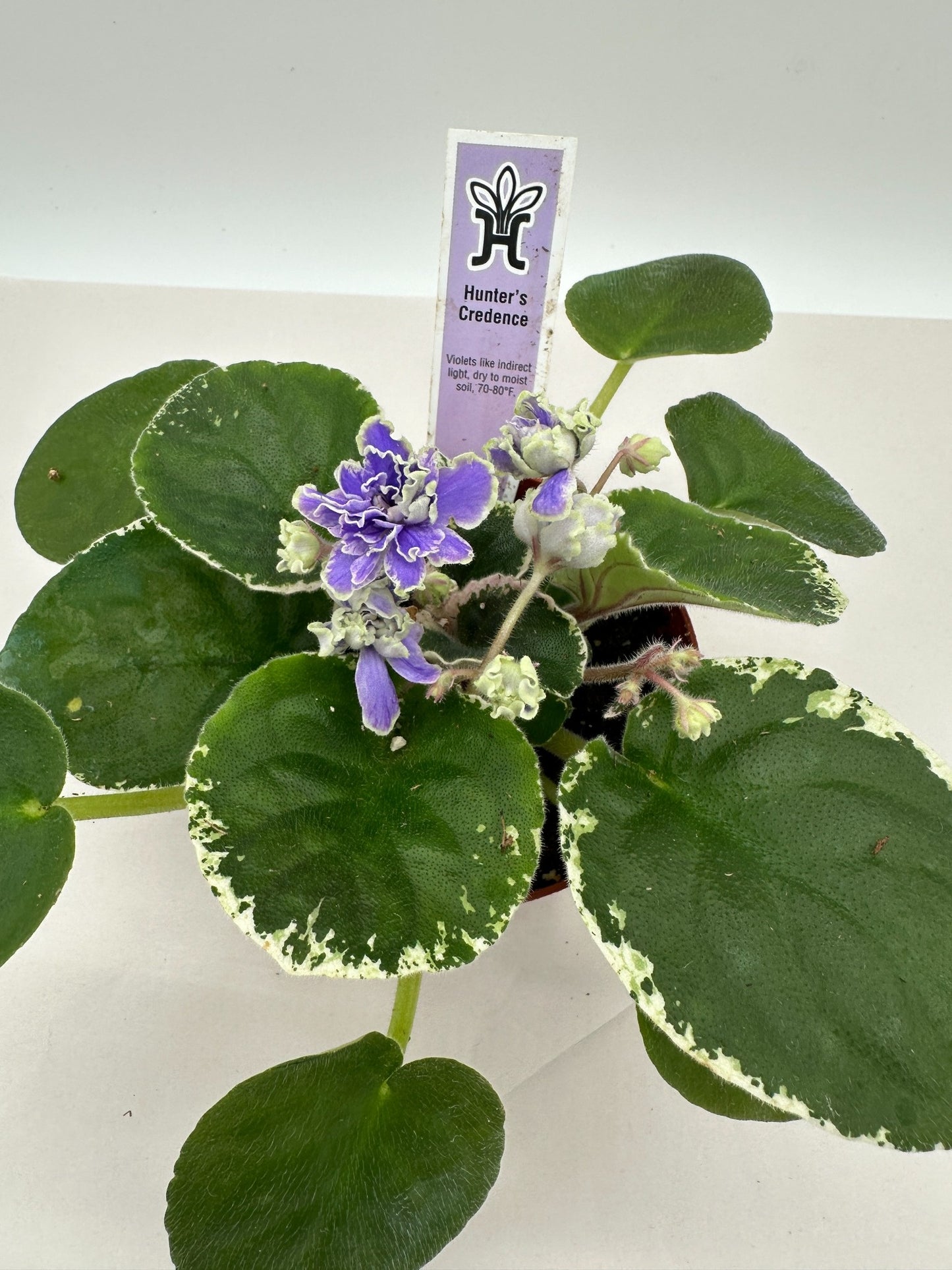 Hunter's Credence - Live African Violet 4"