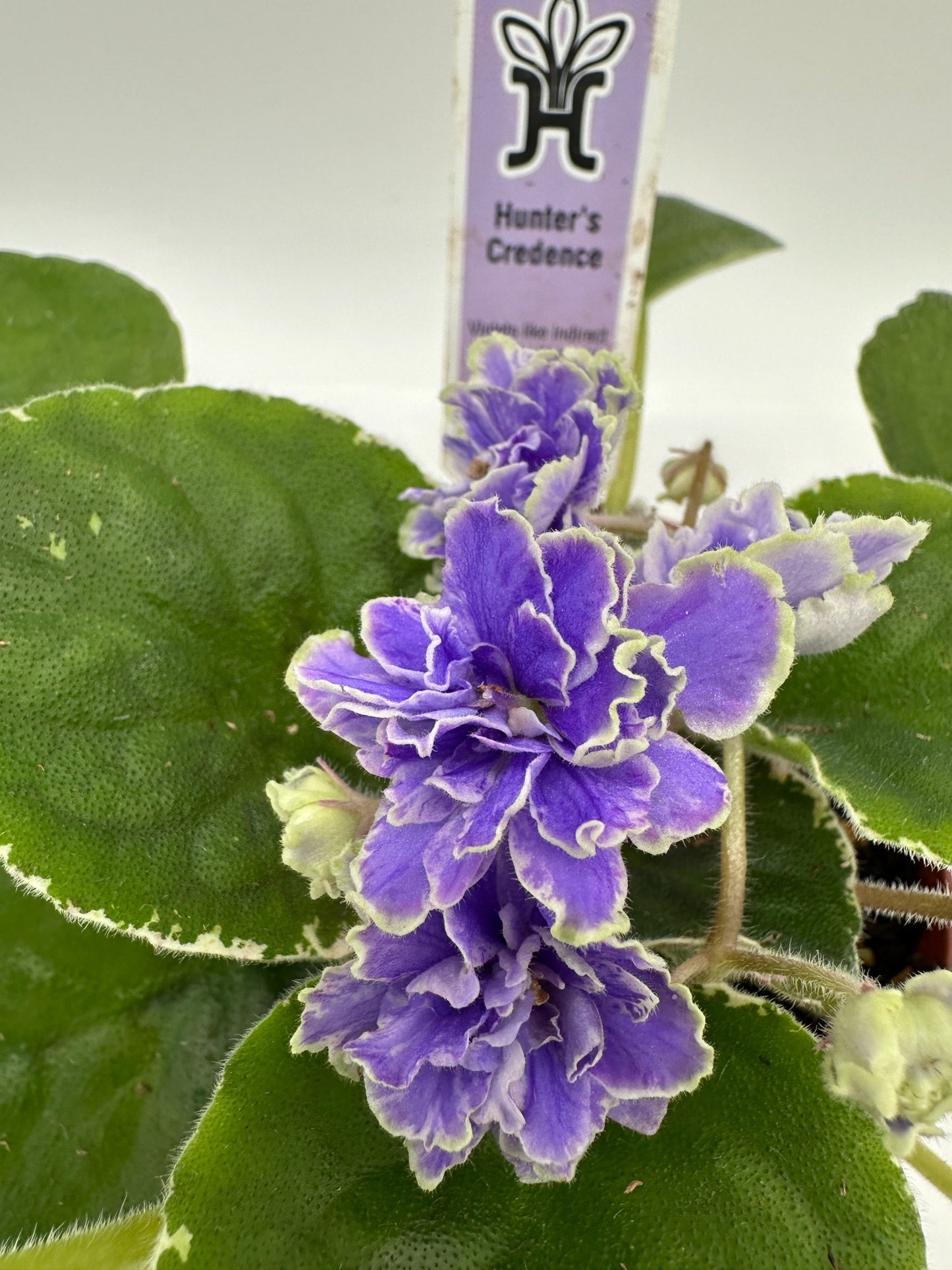 Hunter's Credence - Live African Violet 4"
