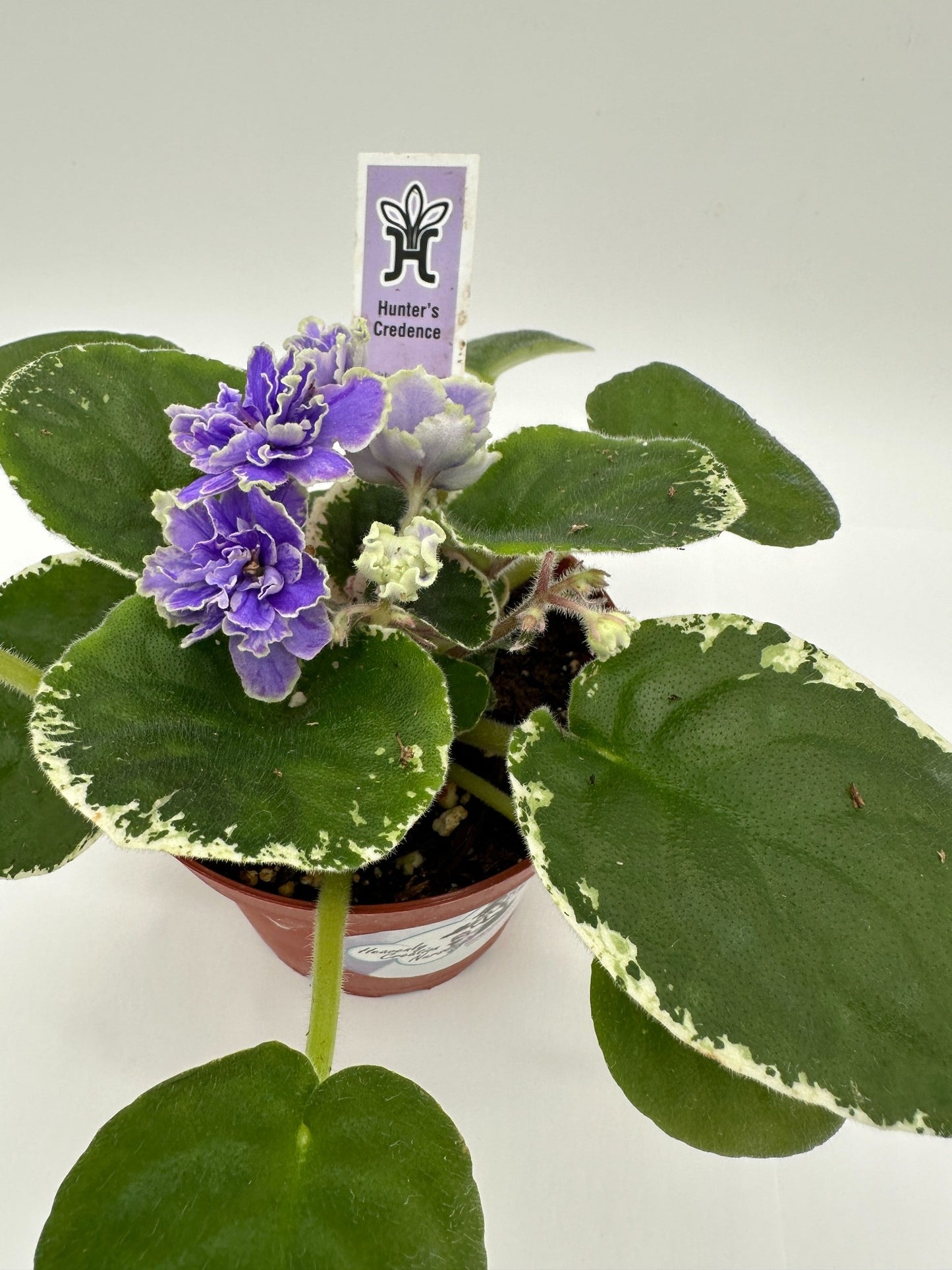 Hunter's Credence - Live African Violet 4"