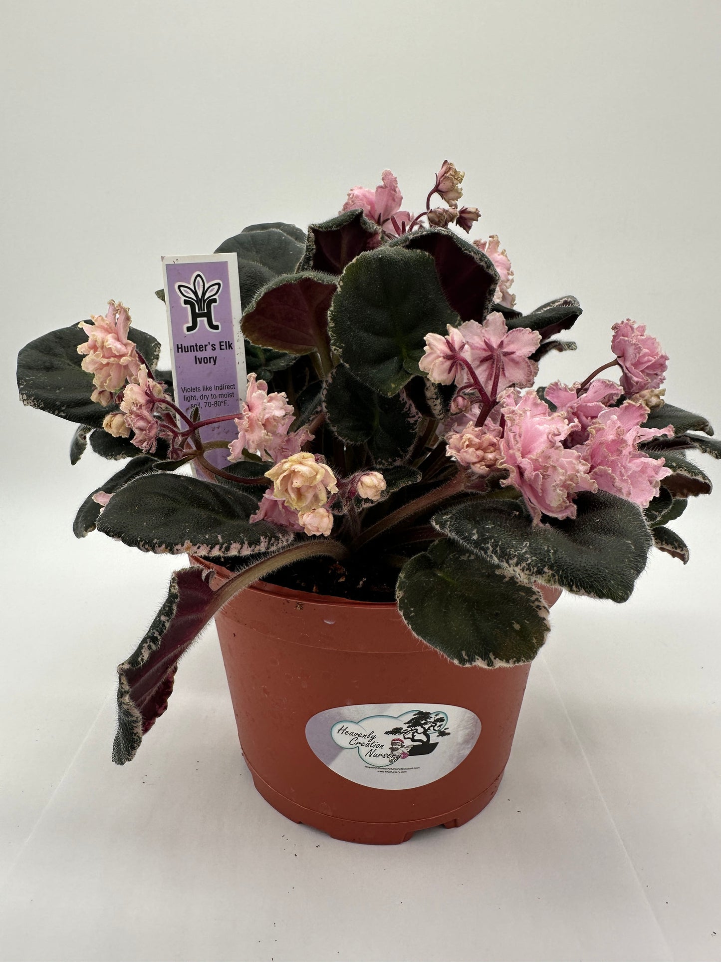 Hunters Elk Ivory - Live African Violet 6"
