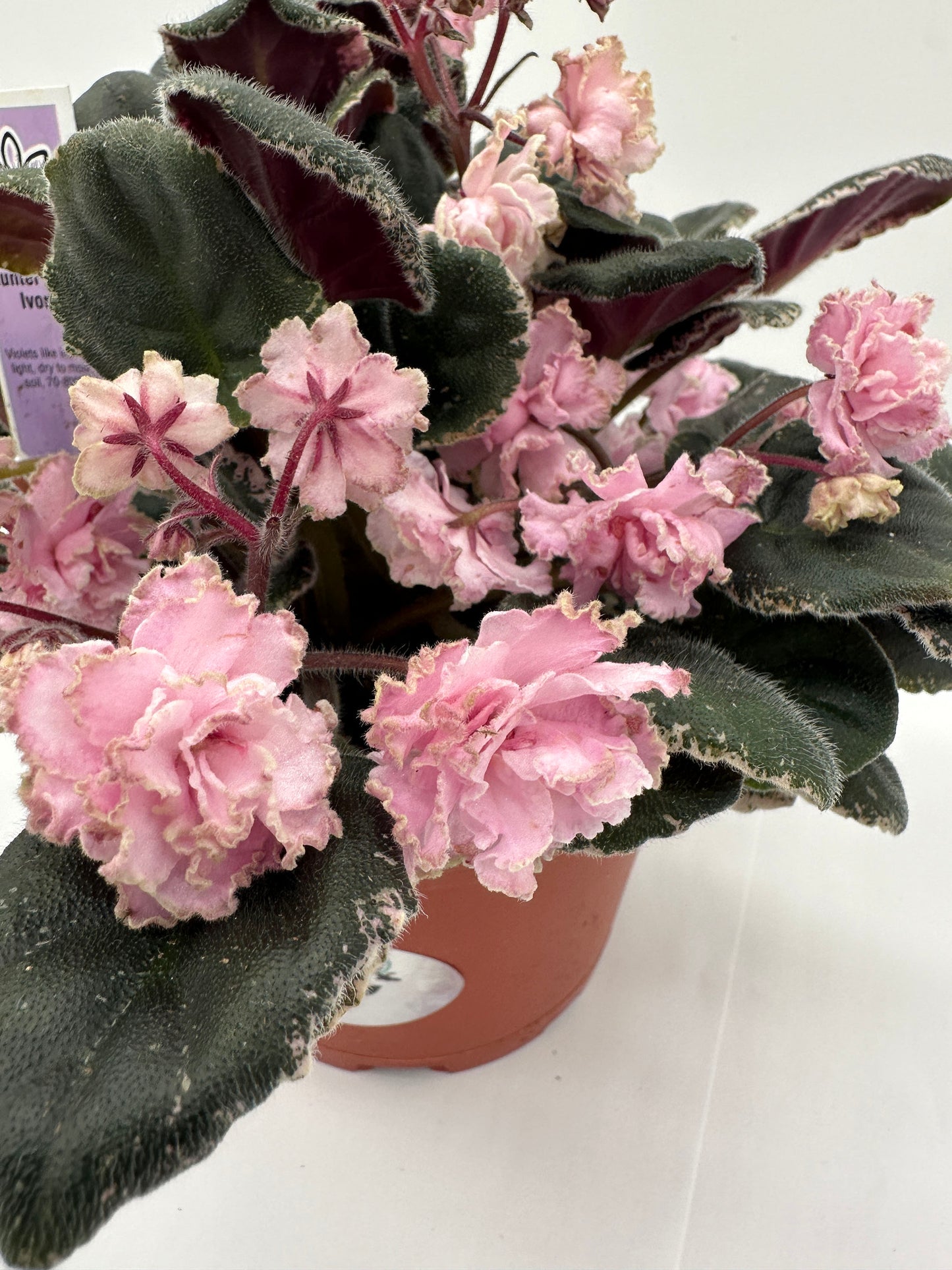 Hunters Elk Ivory - Live African Violet 6"