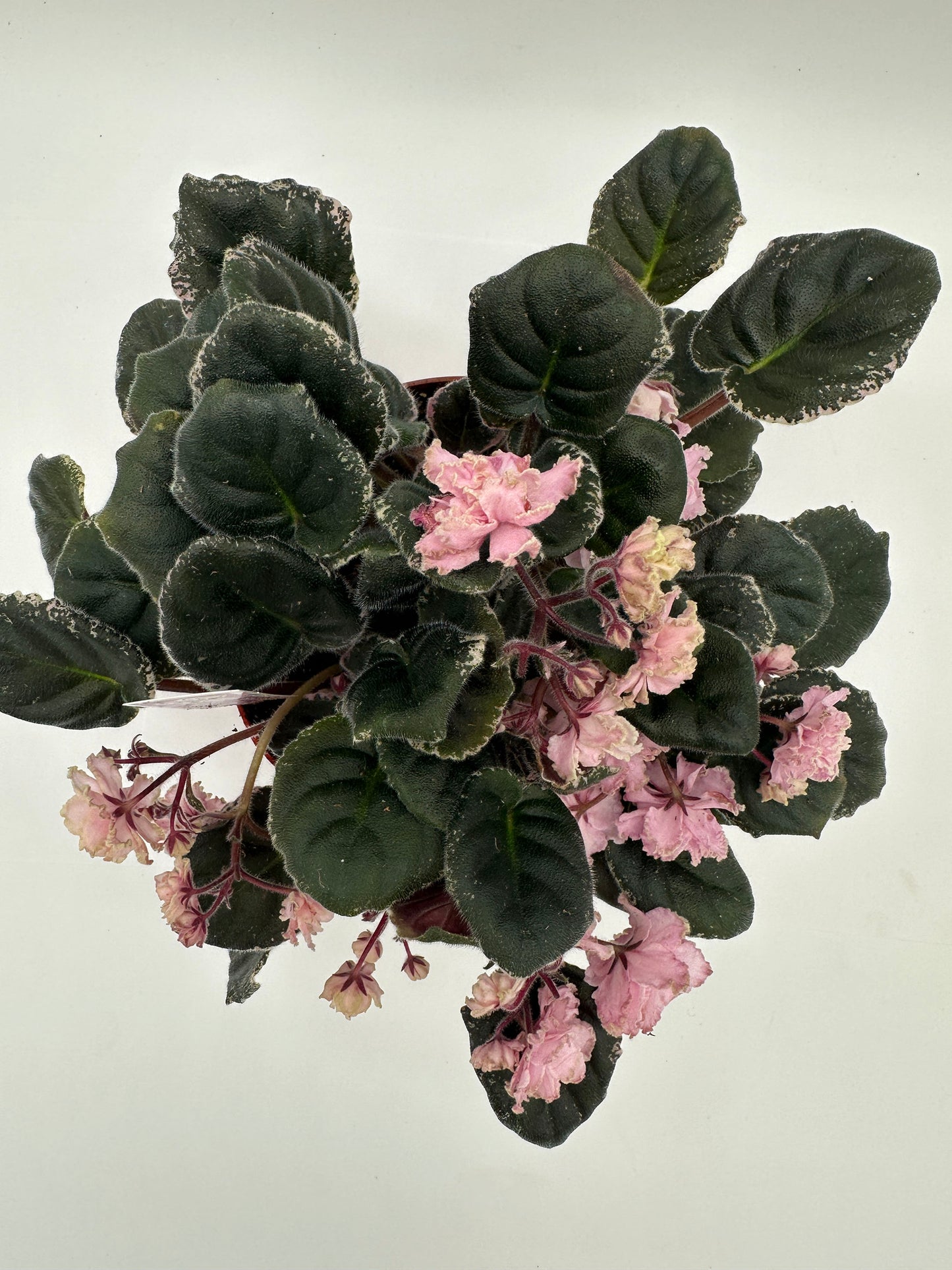 Hunters Elk Ivory - Live African Violet 6"