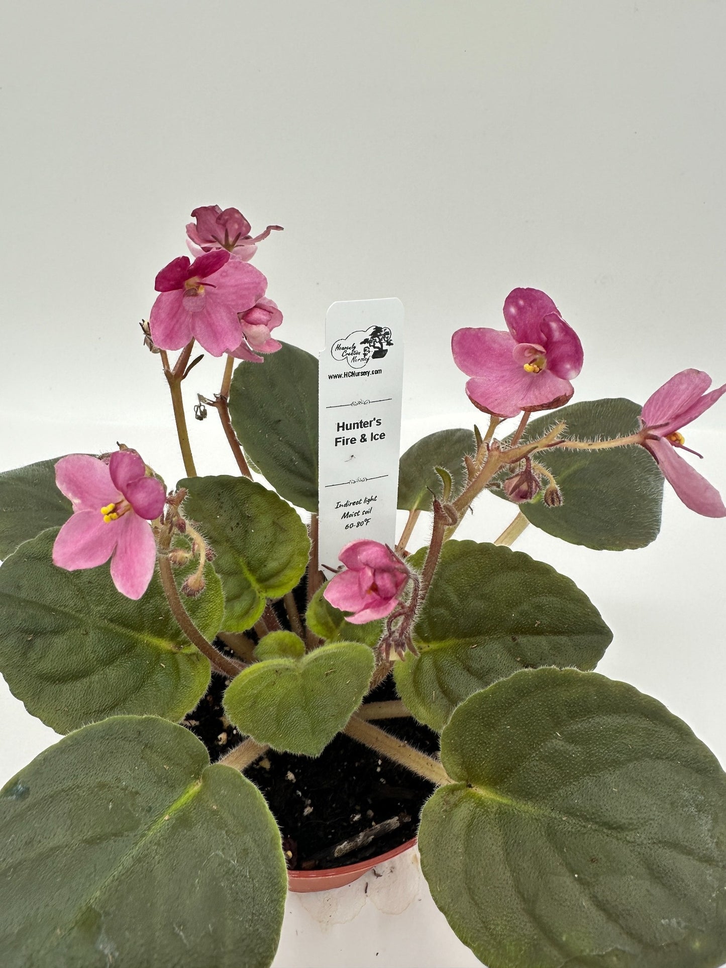 Hunter's Fire & Ice - Live African Violet 4"