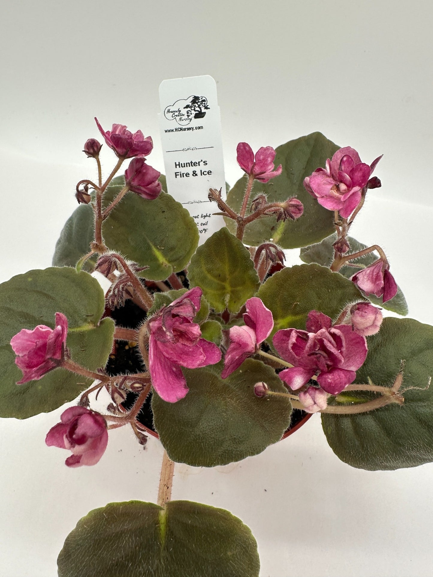 Hunter's Fire & Ice - Live African Violet 4"
