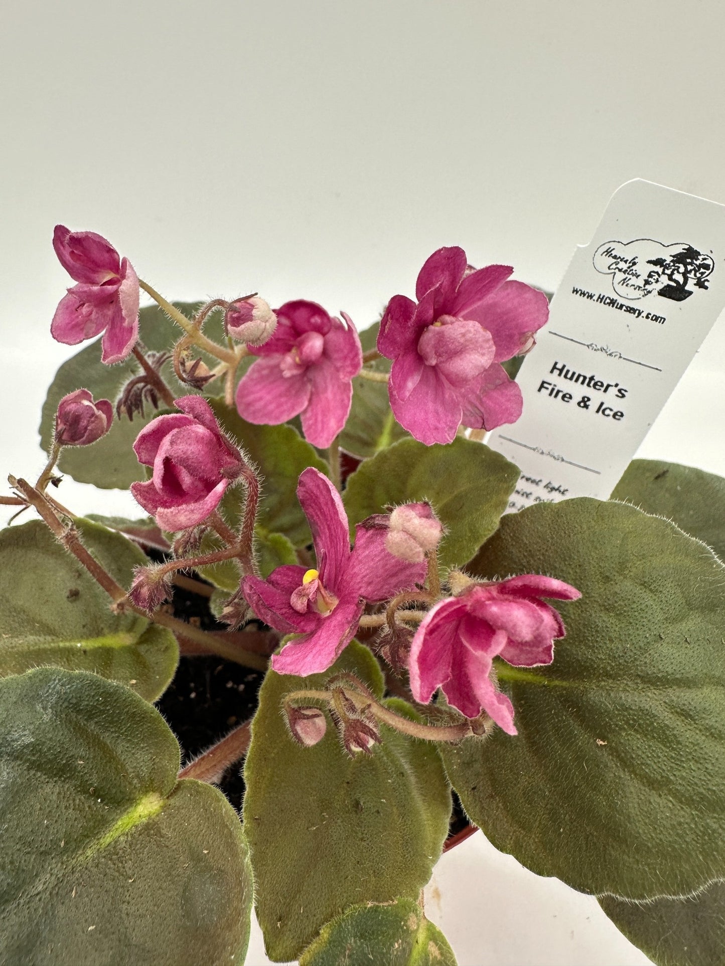 Hunter's Fire & Ice - Live African Violet 4"