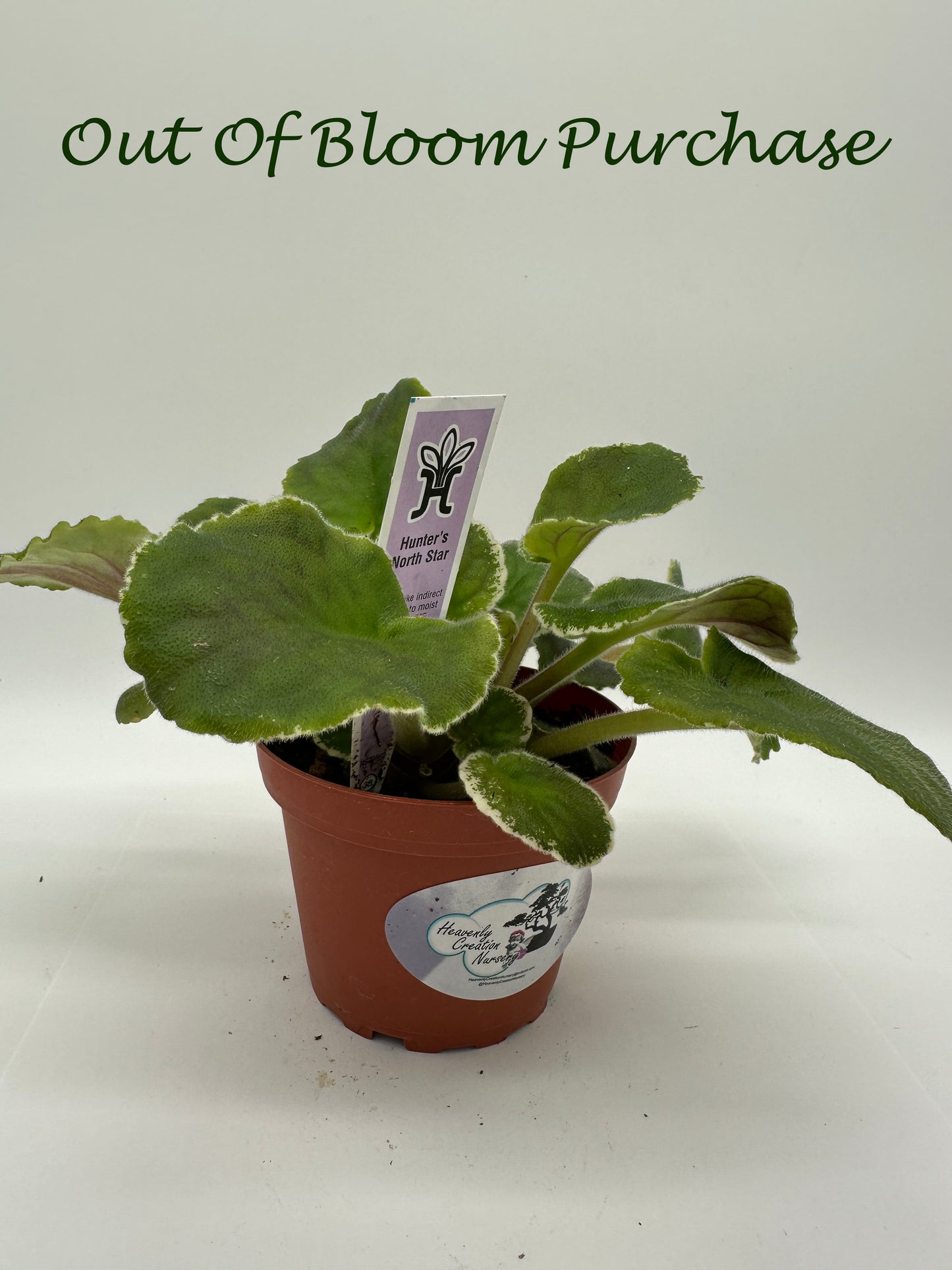 Hunter's North Star - Live African Violet 4"
