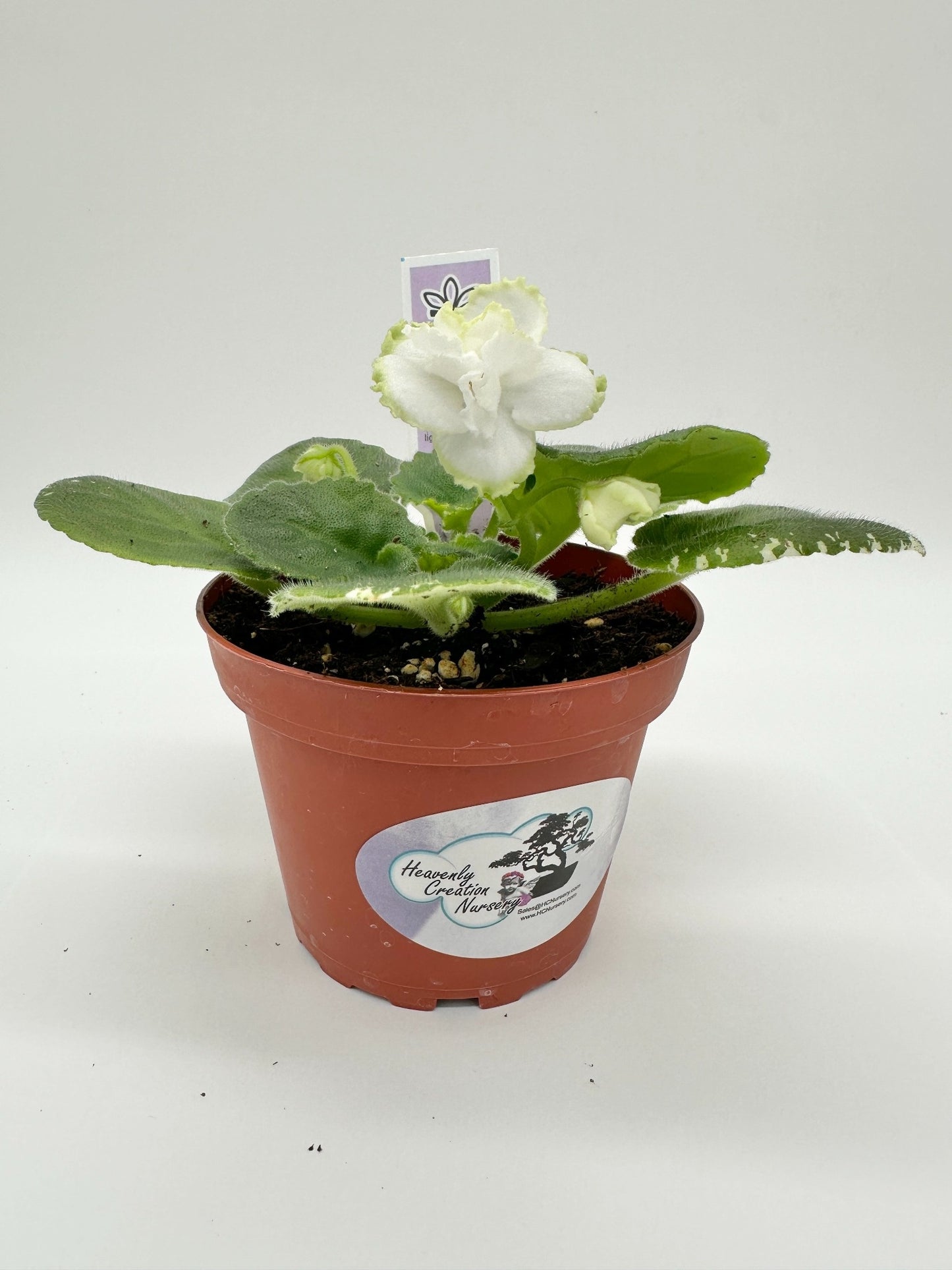 Hunter's North Star - White Hybrid - Live African Violet 4"