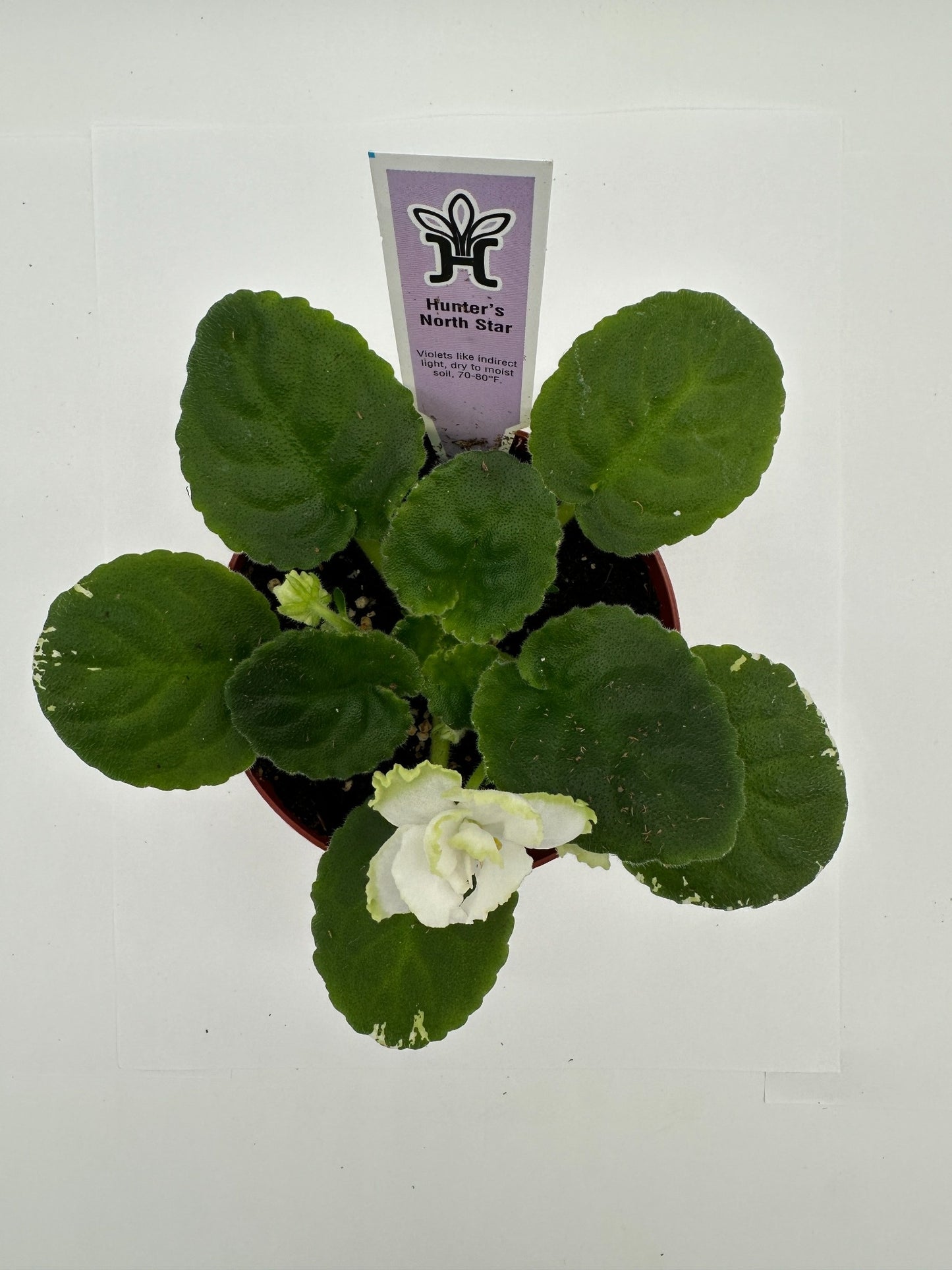 Hunter's North Star - White Hybrid - Live African Violet 4"