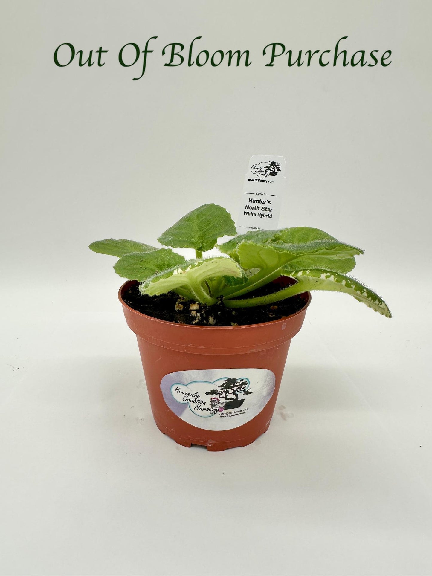 Hunter's North Star - White Hybrid - Live African Violet 4"