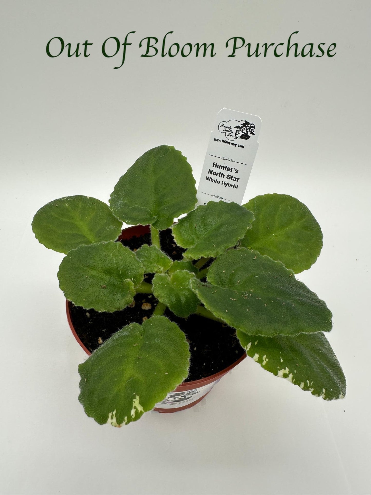 Hunter's North Star - White Hybrid - Live African Violet 4"