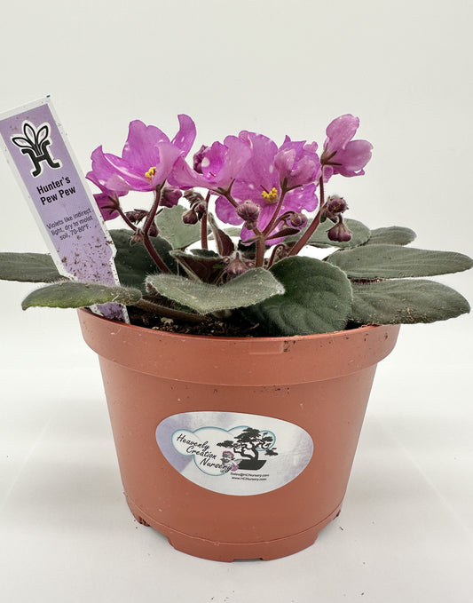 Hunter's Pew Pew - Live African Violet 6"