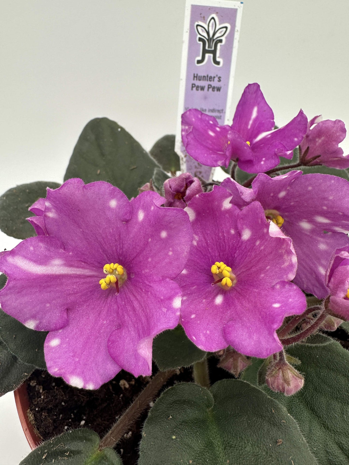 Hunter's Pew Pew - Live African Violet 6"