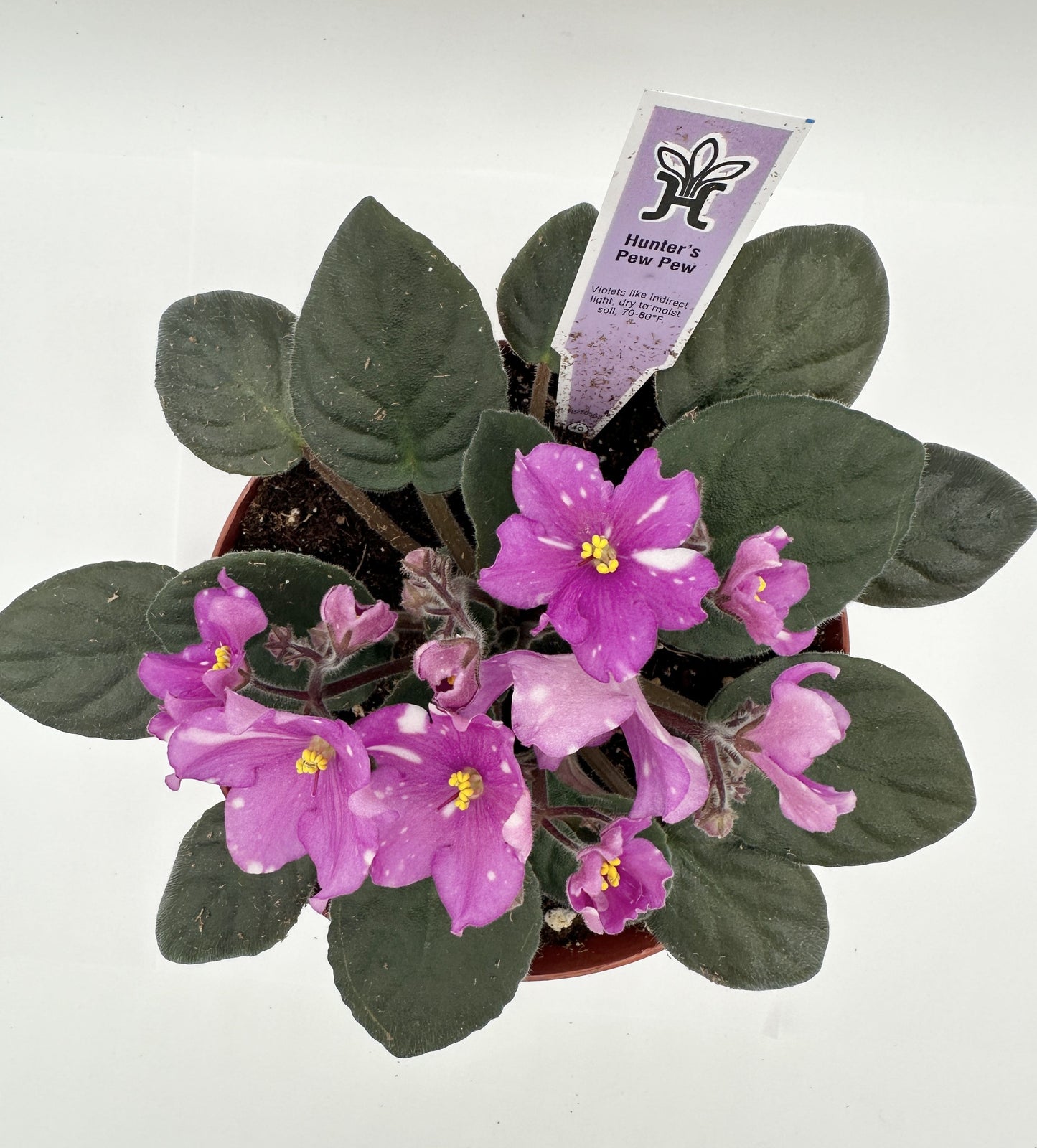 Hunter's Pew Pew - Live African Violet 6"