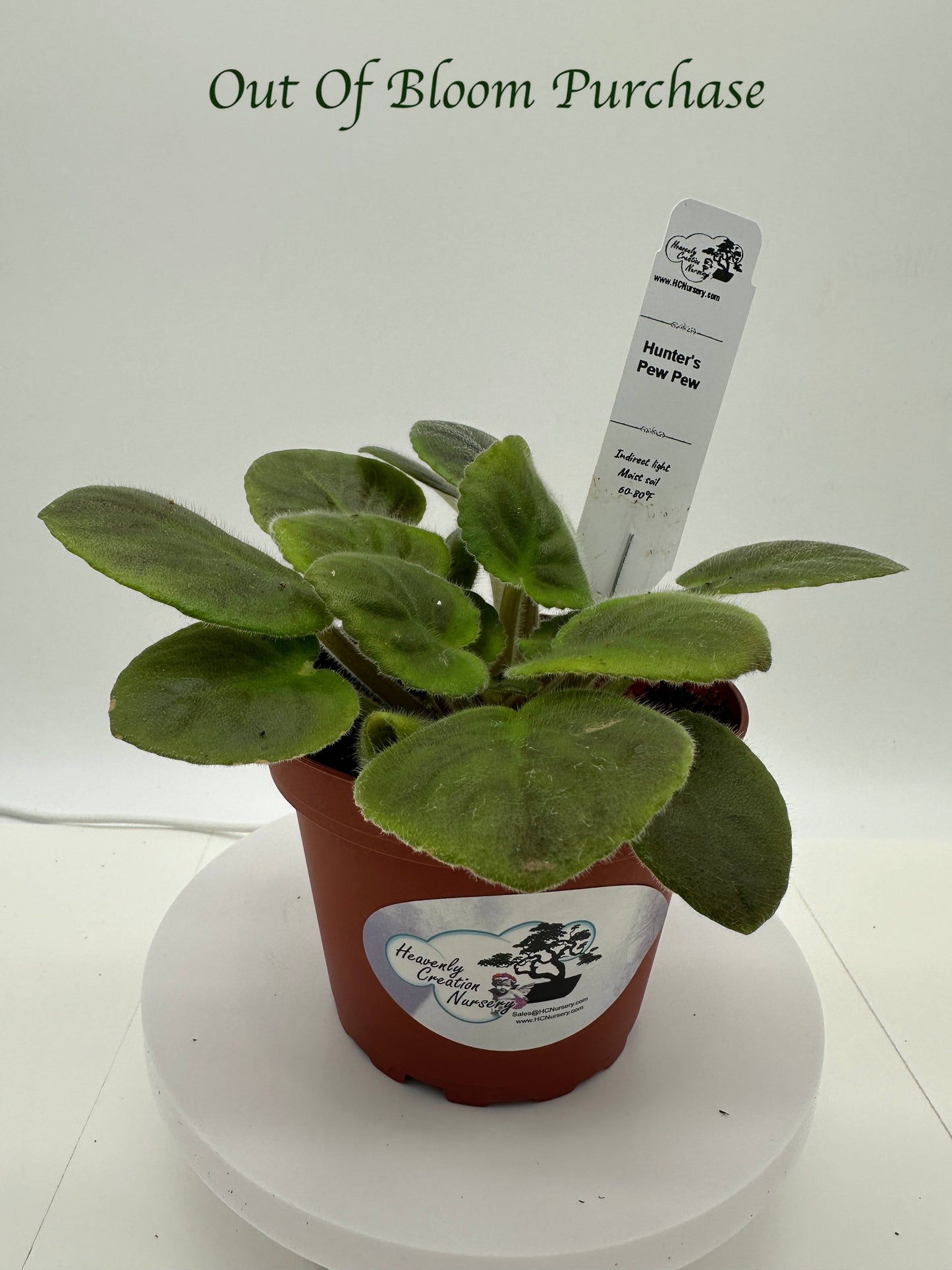 Hunter's Pew Pew - Live African Violet 4"
