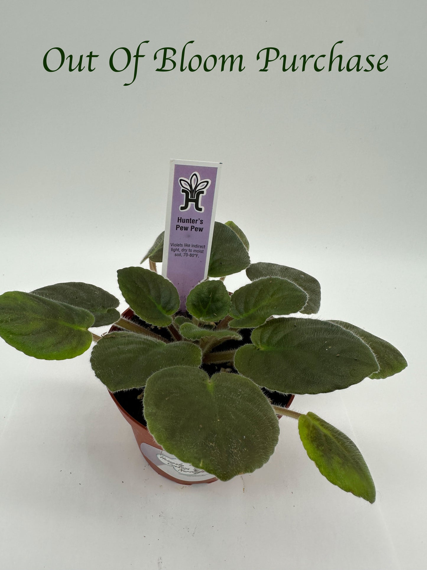 Hunter's Pew Pew - Live African Violet 4"