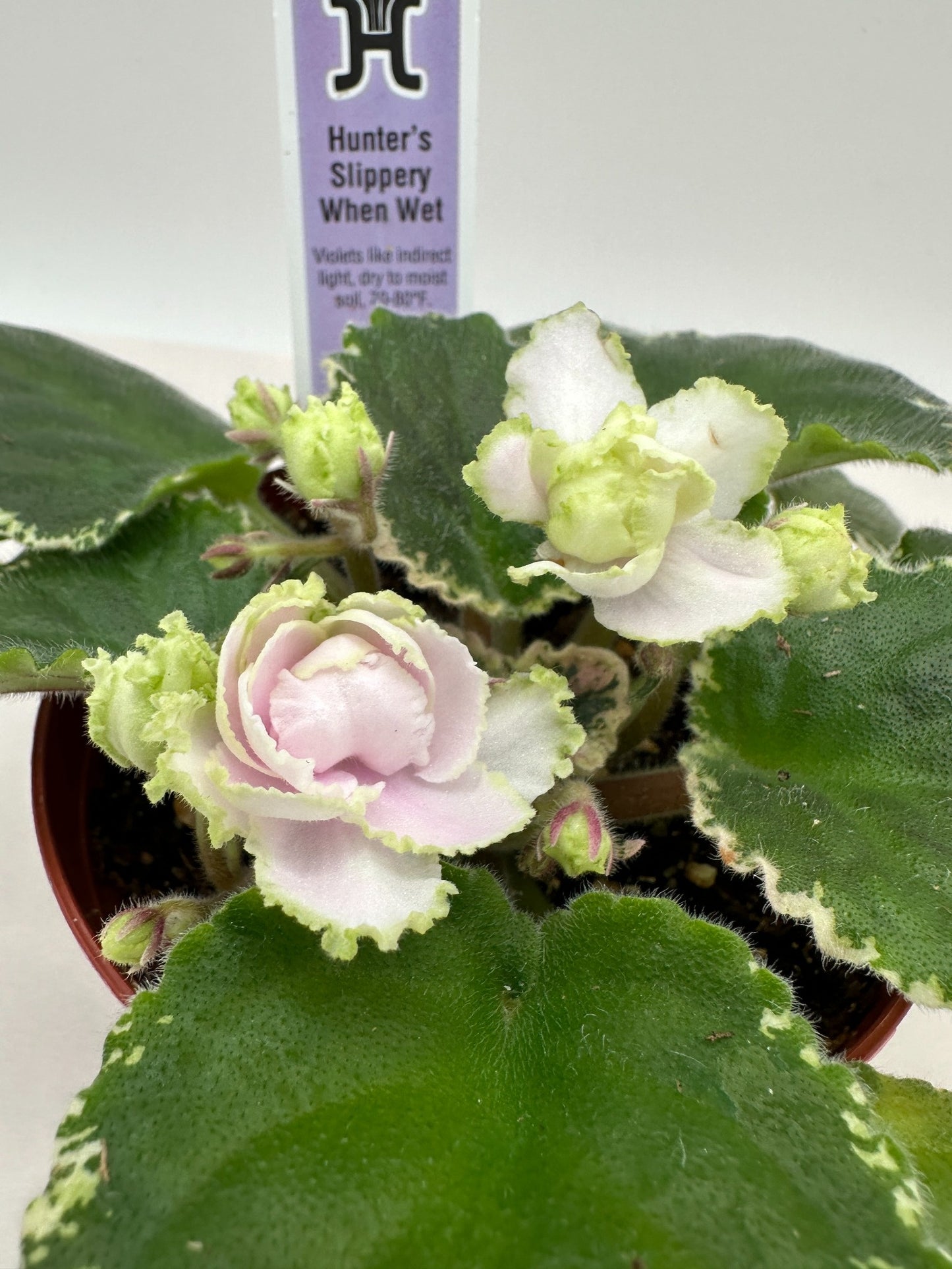 Hunter's Slippery When Wet - Live African Violet 4"