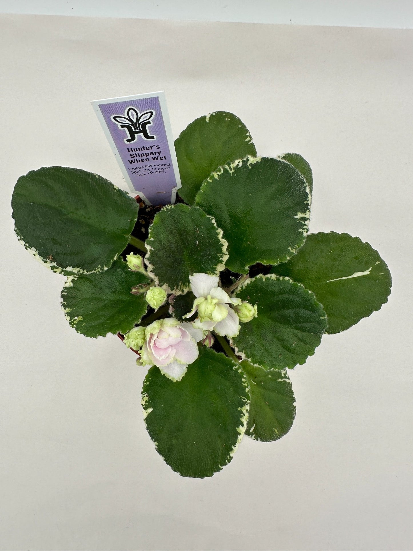 Hunter's Slippery When Wet - Live African Violet 4"