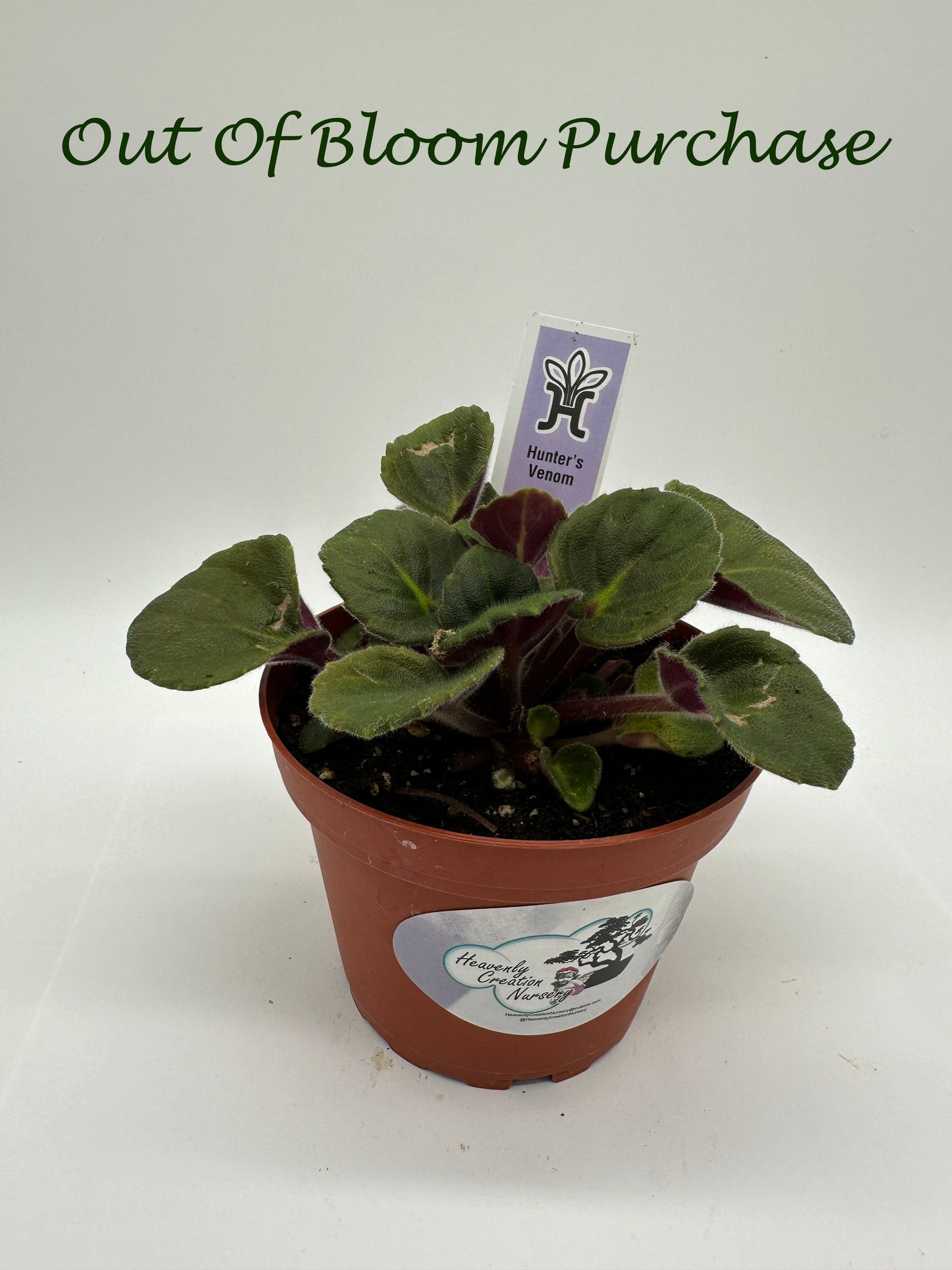 Hunter's Venom - Live African Violet 4"
