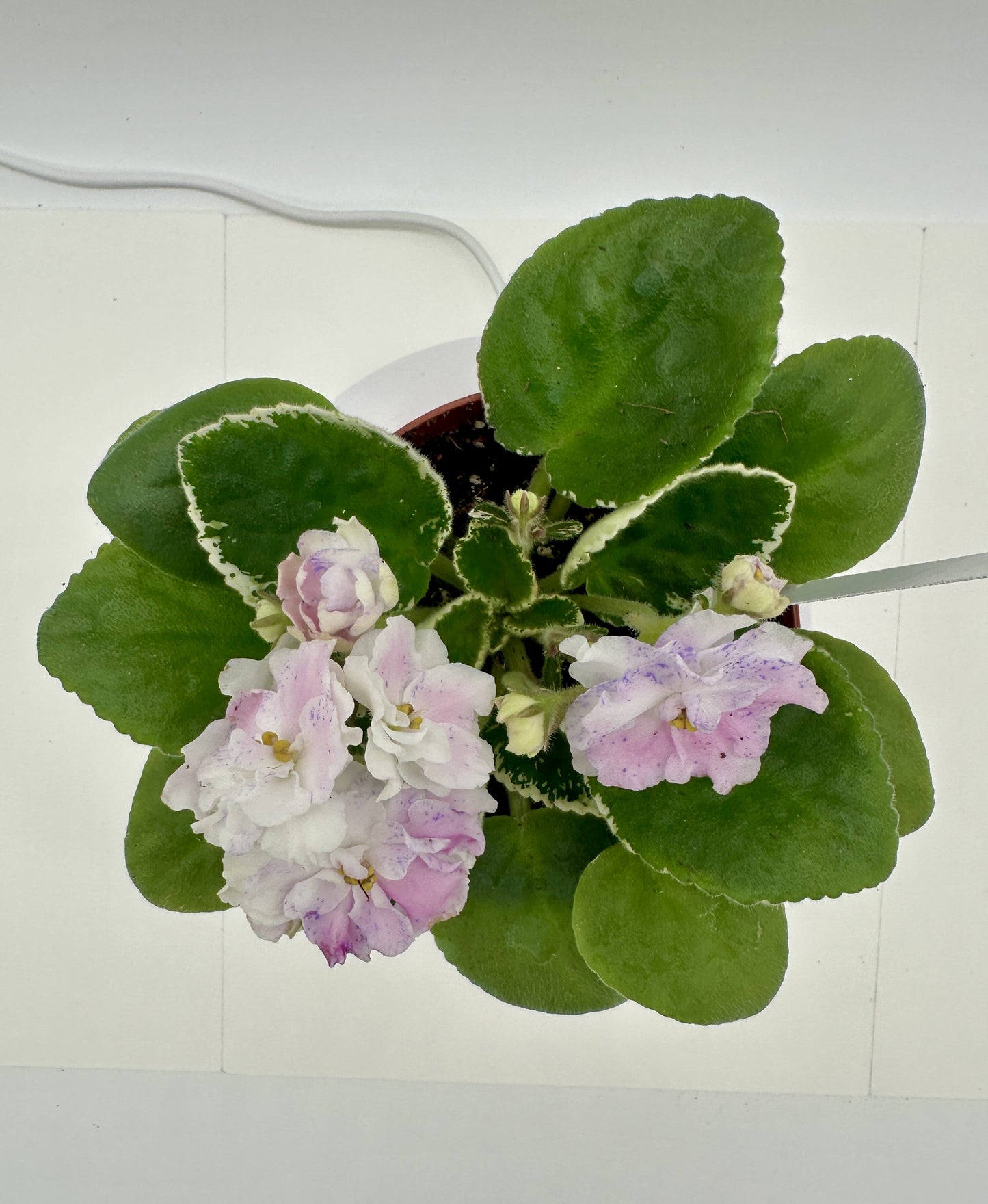 Hunter's Wonderland - Live African Violet 4"