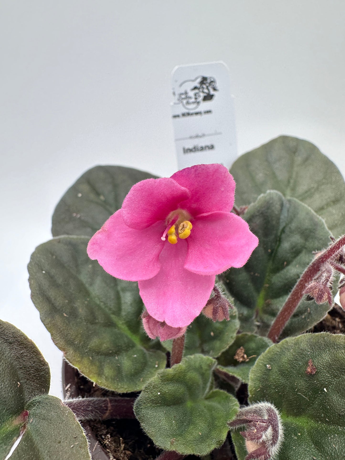 Indiana - Live African Violet 4" - Series: U.S. States