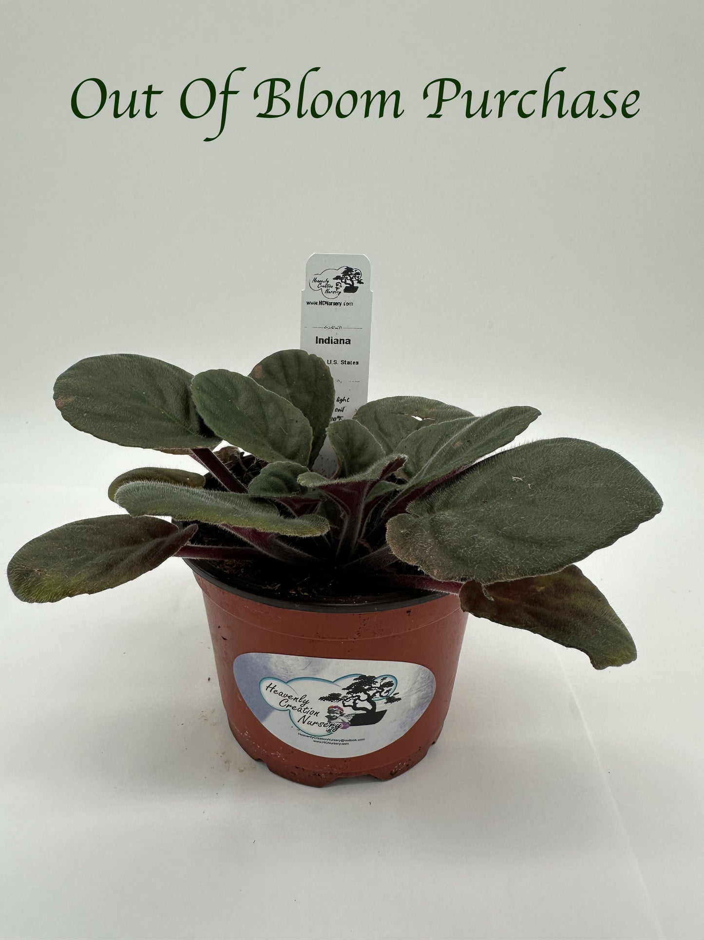 Indiana - Live African Violet 4" - Series: U.S. States